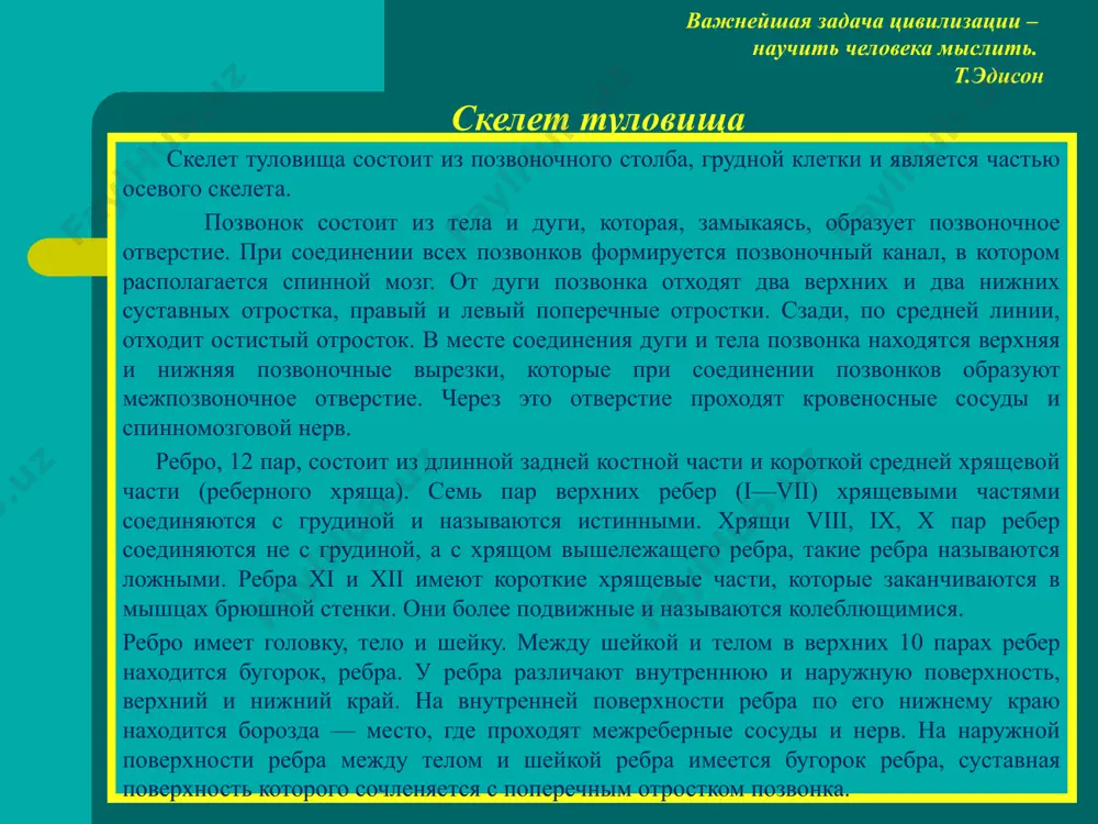 ейшая задача цивилизации – научить человека мыслить. т.эдисон скелет туловища грудина представляет собой продолговатую плоскую кость, кото­рая состоит из трех частей: рукоятки, тела и мечевидного отростка. у взрослых все части срастаются в единую кость. на верхнем крае рукоятки грудины находят­ся яремная вырезка и парные ключичные вырезки. на передней поверхности тела грудины и по ее краям лежат реберные вырезки. мечевидный отросток может иметь разные форму и размер, иногда бывает раздвоенным. позвоночный столб выполняет опорную функцию, со­единяет части тела человека, а также выполняет защитную функцию для спинного мозга и выходящих из позвоночного столба корней спинномозговых нервов. по­звоночный столб человека состоит из 33—34 позвонков. последние 6—9 позвон­ков срастаются и образуют крестец и копчик. в позвоночнике выделяют пять отделов: шейный — состоит из 7 позвонков; грудной — из 12; поясничный — из 5; крестцовый — из 5 и копчиковый — из 2— 5 позвонков. позвоночный столб человека характеризуется наличием изгибов. изгиб, на­правленный выпуклостью вперед, …