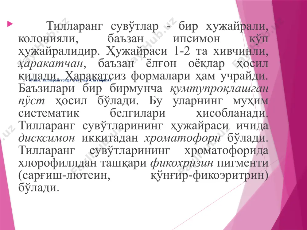 спорада узун-қисқа иккита хивчини, ядро ва хроматофорлари бўлади. у ҳаракатланиб, бошқа ерларга тарқайди, кейин ҳаракатдан тўҳтаб, тинчлик даврини кечириб, хивчинини йўқотади. қалин пўст ҳосил қилади, ривожланиб, янги индивидга айлади. ботридиумда жинсий кўпайиш бўлмайди. ноқулай шароитда цисталар ҳосил қилади. бу вақтда пуфакчадаги протопласт ризоидларга тўпланади. у ердаги протопласт бир қанча айрим шарсимон бўлакчаларга ёки спораларга бўлинади. уларнинг ҳар қайсиси қалин пўст ҳосил қилувчи спораларга айланади. қулай шароитда бу спорадан бир қанча зооспора ҳосил бўлиб, уларнинг ҳар қайсиси янги ботридиум индивидига айланади. ботридиум нам ерларда, экин майдонлари, пахта майдонларида тарқалган. вошерия – vaucheria галофит ўсимлик бўлиб, сув таркибидаги тузнинг миқдорини аниқлашда индикатор сифатида фойдаланилади. вошерия. 1 – антеридий ва оогонийли ип; 2 – антеридий ва оогоний; 3 – зооспорангийдан зооспоранинг чиқиши вошериянинг талломи шохланган, сарғиш яшил рангли. у субстратга рангсиз, тармоқланган ризоиди билан бирикади. у, ядро, урчуқсимон хроматофорга эга, периниоди йўқ. вошерия зооспоралар ёрдамида жинссиз кўпаяди. зооспоралар ён шохчаларнинг тўсиқ билан ажралган …