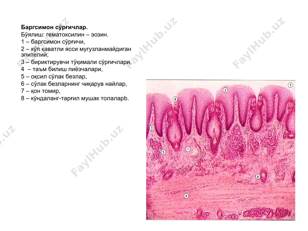 ҳазм системаси. оғиз бўшлиғи аъзолари - Page 3
