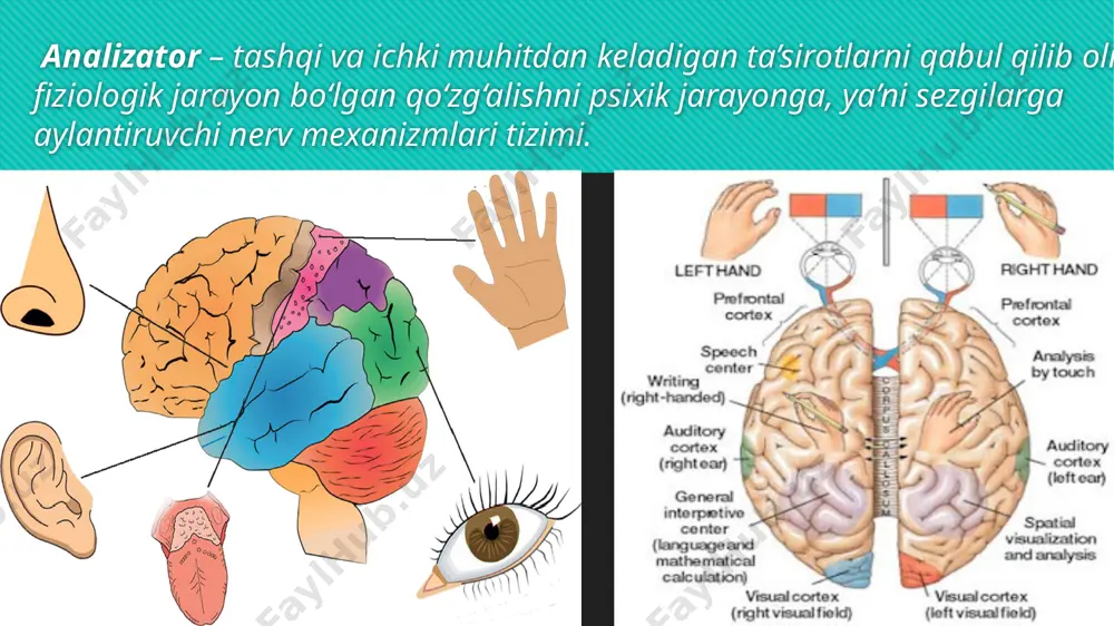 ashqi muhitdagi narsa va hodisalarning xususiyatlarini aks ettirishgamoslashgan hamda retseptorlari tananing sirtqi qismida joylashgan sezgilar, ya’ni ekstroretseptiv sezgilar; ichki tana a’zolari holatlarini aks ettiruvchi hamda retseptorlari ichki tana a’zolarida, to‘qimalarda joylashgan sezgilar, ya’ni interoretseptiv sezgilar. tanamiz va gavdamizning holati hamda harakatlari haqida ma’lumot (axborot, xabar) beruvchi muskullarda, bog‘lovchi paylarda, mushaklarda joylashgan sezgilar, ya’ni proprioretseptiv sezgilar. sezgilar tasnifi sezgilarning tasnifi va bu boradagi tadqiqotlarni tahlil qilamiz. dastlabki mulohazalar interoretseptiv sezgilar u borasida rus psixologi a.r.luriya tadqiqot ishini olib borgan. uning fikricha, interoretseptiv sezgilar asl, tub, ma’nodagi sezgilar emas, balki emotsiyalar bilan sezgilar o‘rtasidagi oraliq sezgilar sifatida namoyon bo‘ladi. psixologiya fanida mazkur sezgilar to‘la o‘rganilmaganligi sababli uni “noma’lum hislar” deb atalgan. bu asosan ichki organlarning xastaliklarida vujudga keluvchi holatlarni diagnostika qilishda alohida ahamiyat kasb etadi. interoretseptiv sezgilar insonning kayfiyatida, emotsional reaksiyalari o‘zgarishida ko‘zga tashlanadi, bolada esa xatti–harakatning keskin o‘zgarishiga sabab bo‘ladi. chunki bola tana a’zolaridagi ichki holatini anglash, his qilish imkoniyatiga ega …