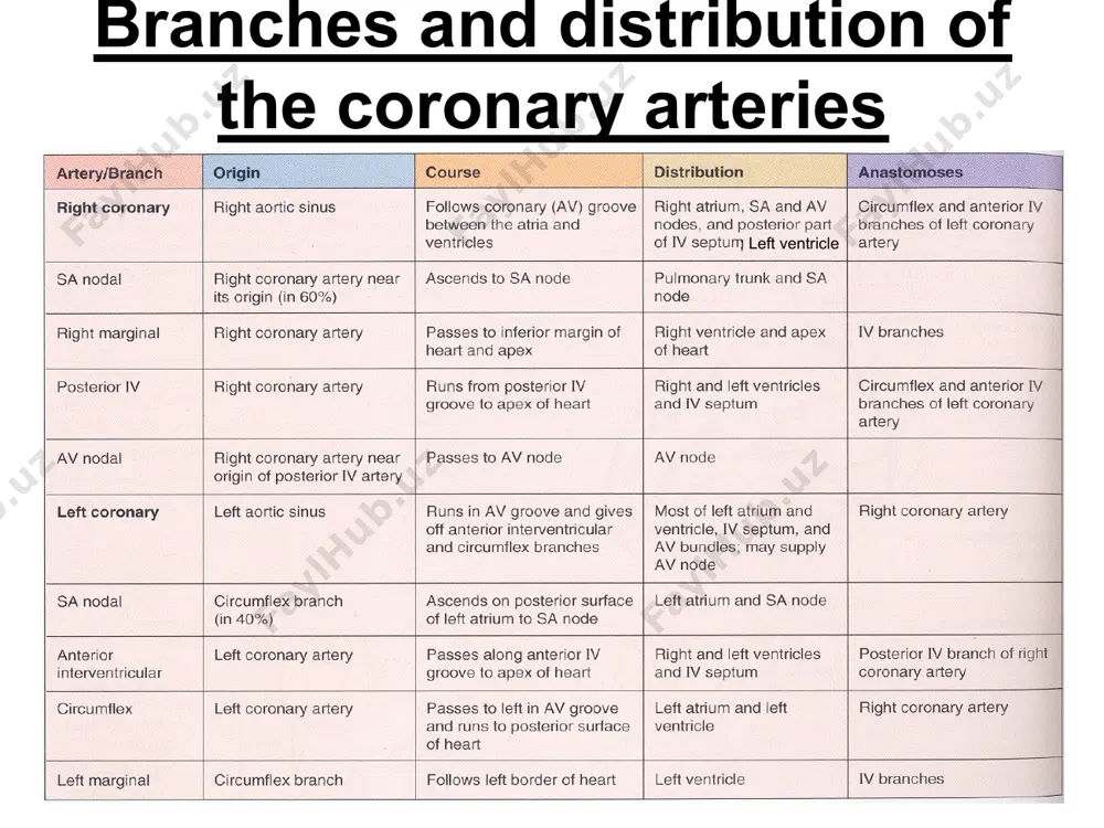 the cervical & superior thoracic sympathetic ganglia post synaptic fibers pass to the s.a. & a.v. nodes and to walls of coronary sinuses stimulation of sympathetic fibers: -increases the rate & force of contraction of the heart and dilates the coronary arteries parasympathetic fibers are: pre-synaptic fibers originate from vagus (dorsal nucleus of vagus) these synapse in intrinsic ganglia found in the atrial wall & in the inter-atrial septum post-synaptic fibers supply s.a. & a.v. nodes and the walls of the coronary arteries stimulation of parasympathetic fibers: -slows the heart beat, reduces force of contraction & constricts the coronary arteries cardiac pain visceral sensory fibers pass back to the central nervous system in sympathetic nerves from the heart. in ischaemic cardiac pain, (myocardial infarction or in angina pectoralis) impulses of pain pass to the spinal cord mainly via the upper thoracic spinal nerves (t1- 4 & intercostobrachial nerve (t2 & …