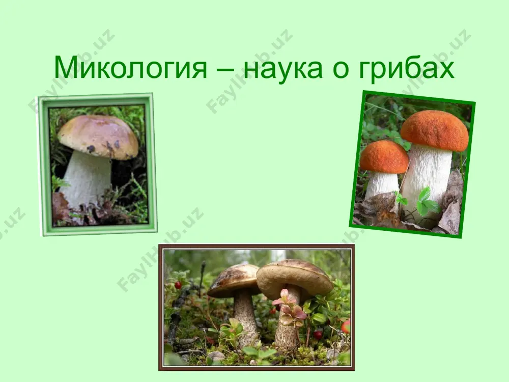 строение и жизнедеятельность грибов - Page 3