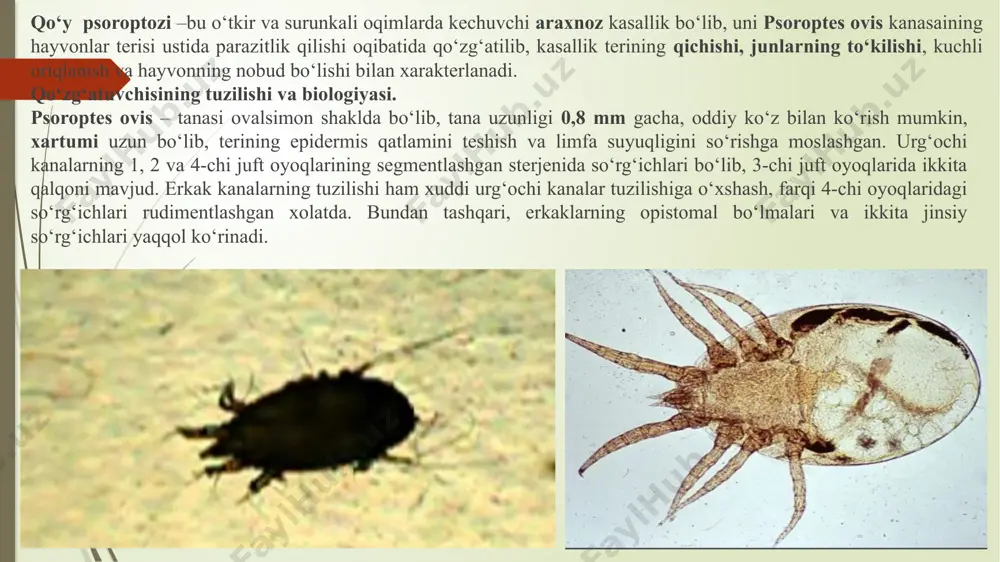 yashab millionlab nasl qoldirilishi mumkin. kanalar etarli bo‘lgan barcha optimal sharoitda tashqi muxitga 65- kungacha, yoz faslida yaylovlarda esa bor-yo‘g‘i 2 kun saqlanishi mumkin. echki xorioptozi. bu nisbatan kam uchraydigan kasallik. kasallikni birinchi klinik belgilari oyoqlarida kuzatiladi, ba’zan esa tananing boshqa oblastlarida ham tarqalishi mumkin. zararlangan qismda kuchli qichish paydo bo‘ladi, epidermis qobig‘ining ko‘p miqdorda to‘kilishi kuzatiladi, so‘ngra teri qalinlashadi, burishadi va qatqaloq bilan qoplanadi. davolash - profilaktik tadbirlar olib borilayotganda echkilar (ayniqsa mayin junli echkilar), cho‘milishni yomon o‘tkazadi. shuning uchun har bir anorotsid dorilarni ishlatishdan oldin, ularning bioprobasini olish kerak. echkilarning har bir zoti uchun davolash-profilaktik tadbirlarni maqbul variantini hisobga olish talab qilinadi. echkilarda ko‘pincha junlari qirqib olingandan so‘ng xorioptozga qarshi davolash-profilaktik tadbirlarni o‘tkazish maksadga muvofikdir. 4 qoramol xorioptozi. qoramollarning ham oyoqlari zararlanadi, so‘ngra dum ildizi va elin oynasi, tananing qolgan qismlarida tarqalmaydi. kasallik ko‘pincha psoroptoz bilan birgalikda kechadi. diagnostikasi, davolash va oldini olish chora-tadbirlari xuddi psoroptozga o‘xshash. otlarning …