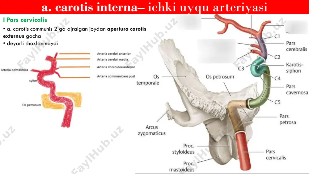 anatomiya angiologiya dars 4 - Page 3