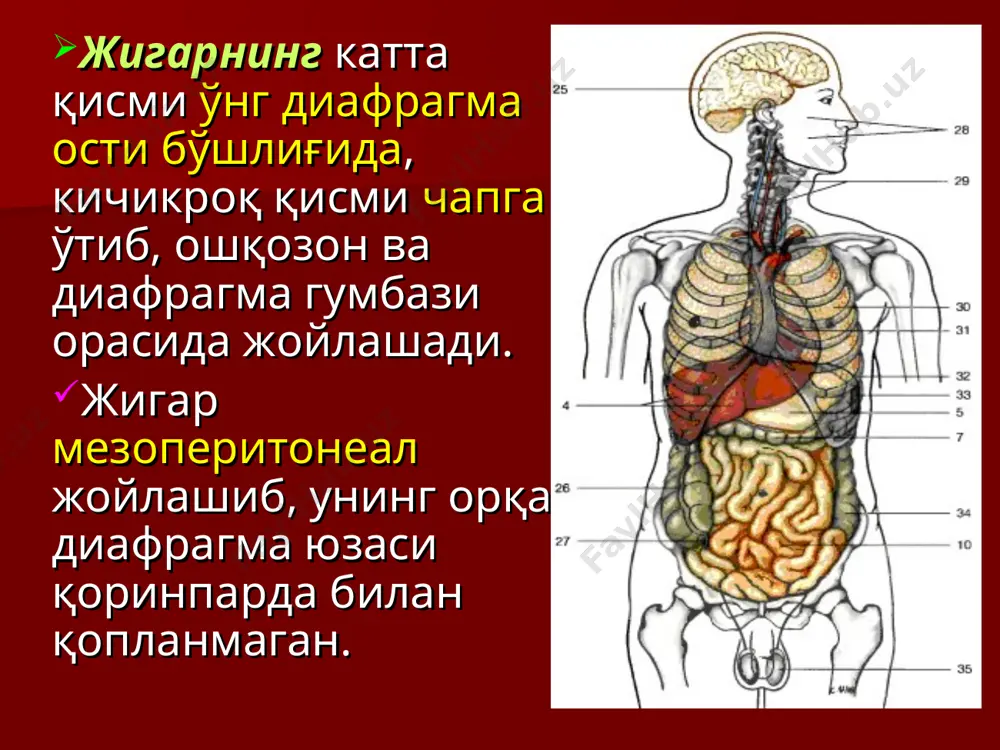 енсация шаклланиб, порто - кавал анастомозларда қон оқими кўпаяди, бу уларнинг кенгайиб, киндик атрофида " медуза боши" пайдо бўлишига, ёки қизилўнгач-ошқозон анастомозларининг ривожланишига олиб келади. порто- кавал ва кава-кавал анастомозлар схемаси сенгстейкин-блекмор зонди. портал системада веноз қон айланиши бузилганда (жигар циррози ёки дарвоза венасининг ўсма томонидан қисилиши) – асцит, ошқозон ёки қизилўнгачдан қон кетиши (варикоз) кузатилади. қизилўнгач ва ошқозон кардиал қисмидаги варикоз кенгайган веналардан қон кетишида блекмор зонди ишлатилади. спленопортография. жигар ички томирлари бўйлаб қон ўтиши бузилганда дарвоза венасини (талоққа тери орқали пункция қилиб контраст модда юбориш – спленопортография ёки трансумбиликал йўл орқали) ва жигар артериясини контрастлаш (сон артерияси орқали сельдингер бўйича truncus coeliacus-ни катетерлаш) йўллари мавжуд. жигар циррозларини ташхислашда трансумбиликап портогепатография - дарвоза венасининг чап шохига қуйилувчи киндик венасининг облитерацияланмаган қисмига асбоб киритиб контрастлаш. бунда киндик билан ханжарсимон ўсиқ орасида тери ва тўғри мускул апонерврозини кесиб, киндик венасига уни дезоблитерацияловчи асбоб киритилади. портал гипертензияда операциялар портокавал анастомоз мезентерикокавал анастомоз …
