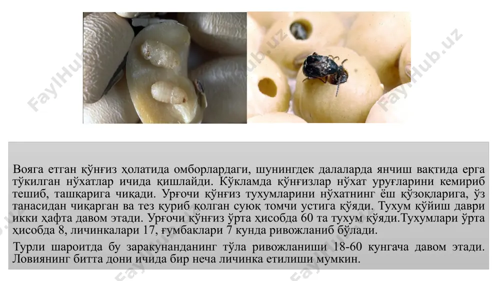 беради. ақш жанубида 1 авлоднинг ривожланиши 1 ойга етади. зараркунанда ҳамма ривожланиш босқичларида уруғлар, мевалар, дон ва зарарланган маҳсулотлар орқали тарқалади. охирги йилларда зараркунанда мексикадан келтирилган маккажўхори дони ва буғдойни текшириш натижасида топилган. уларнинг ҳаммаси бромметил билан зарарсизлантирилган. карантин тадбирлар. карантин остидаги материалларни текширувдан ўтказиш. текширув лупа ва бинокуляр ёрдамида олиб курилади. маҳсулотни зарарсизлантириш бромметил билан ваккум шароитларда олиб борилади. image1.jpeg image2.jpeg image3.jpeg /docprops/thumbnail.jpeg