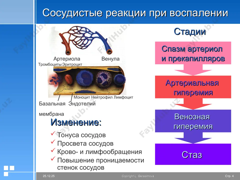 суды формирование абсцессов, развитие флегмоны copyright l. gerasimova стр. * * copiright l. gerasimova эмиграция лейкоцитов активный процесс выхода лейкоцитов из просвета микрососудов в межклеточное пространство краевое стояние (маргинация) адгезия трансмиграция copyright l. gerasimova стр. * * copiright l. gerasimova стадии эмиграции роллинг адгезия эмиграция селектины интегрины активация эндотелия активация лейкоцитов ф-ры хемотаксиса стимулы катионные белки, лейкотриены, пге, радикалы о2, адф, тромбоксан а2, серотонин copyright l. gerasimova стр. * * copiright l. gerasimova механизмы эмиграции разрыхление базальной мембраны ферментами эластаза, коллагеназа, радикалами о2, переход основного вещества из геля в золь трансэндотелиальный перенос лимфоциты моноциты через межэндотелиальные щели нейтрофилы copyright l. gerasimova стр. * * copiright l. gerasimova хемотаксис – направленное движение в сторону максимальной концентрации в-ва вещество - хемоаттрактант эндогенные хемоаттрактанты плазменные факторы – калликреин, активатор плазминогена, фибрин-пептид в, фракции комплемента с3, с5, лейкоагрессины продукты окисления липидов мембран клеток простагландины, лейкотриены продукты распада соединительной ткани частично денатурированный коллаген и эластин …