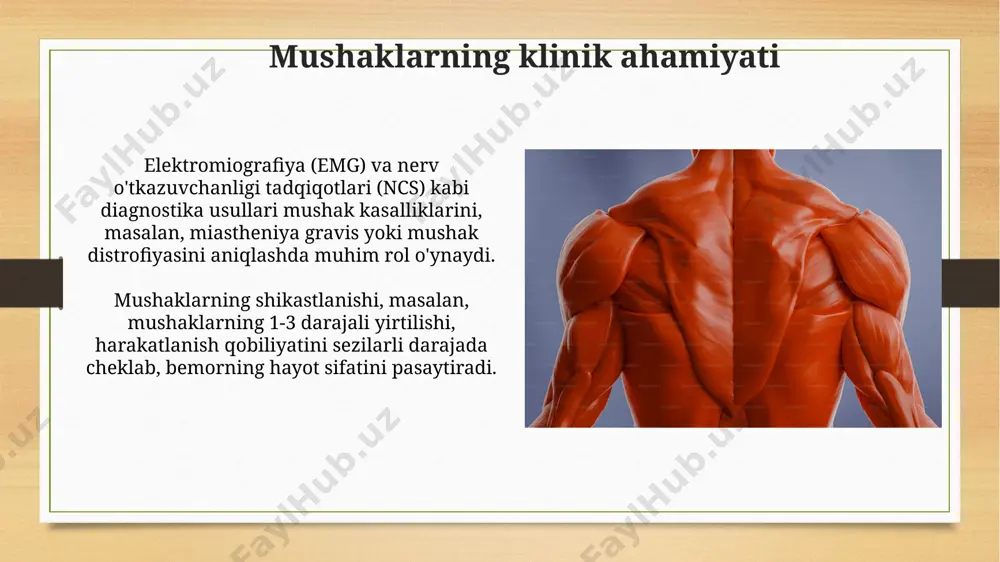 iyoriy emas. taxminan 100 mikrometr uzunlikdagi hujayralardan iborat. mushaklarning uchta asosiy turi mavjud: silliq mushaklar, ko'ndalang-targ'il mushaklar va yurak mushaklari. ularning tuzilishi va funksiyalari sezilarli darajada farq qiladi. mushaklarning innervatsiyasi mushaklarning innervatsiyasi, asosan, kranial nervlar (12 juft) va orqa miya nervlari (31 juft) orqali amalga oshiriladi, bu nervlar motor va sensorli tolalarni o'z ichiga oladi. har bir mushak guruhining o'ziga xos innervatsiya sxemasi mavjud bo'lib, masalan, qo'l mushaklari braxial pleksusdan, oyoq mushaklari esa lumbosakral pleksusdan innervatsiya qilinadi. e'tiboringiz uchun rahmat @taqdimot_robot image7.jpg image8.jpg image9.jpg image10.jpg image11.jpg image12.jpg image13.jpg image14.jpg image15.jpg image16.jpg image17.jpg image18.jpg image19.jpg image20.jpg image21.jpg image22.jpg image23.jpg image3.png image4.png