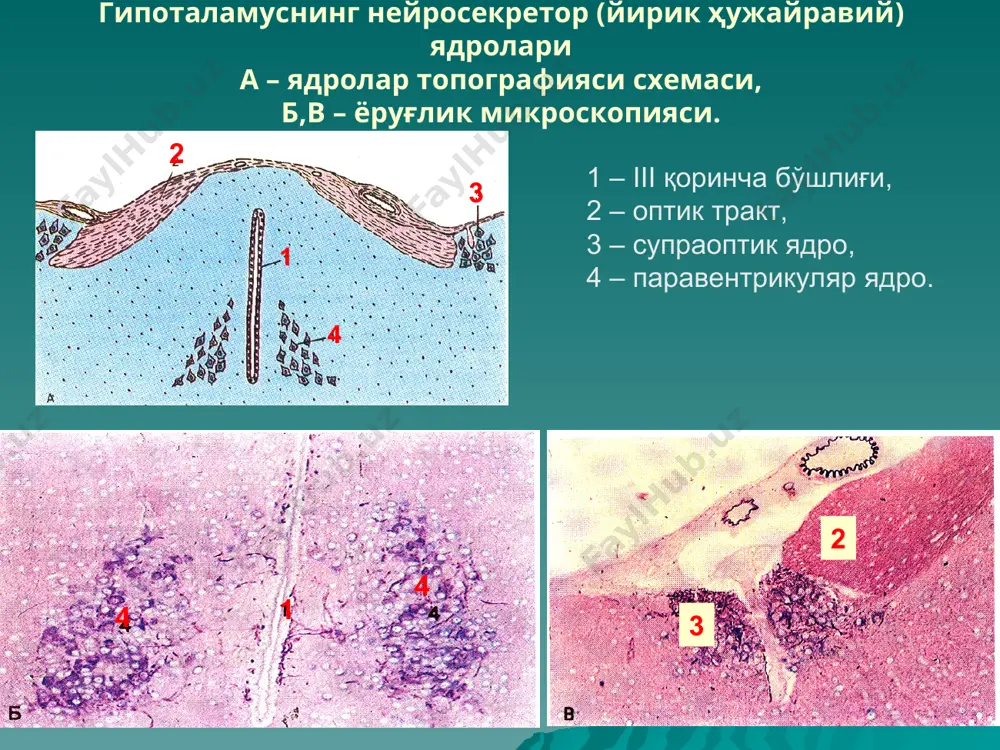қизилўнгач, 3 – қалқонсимон без муртаги, 4 – қалқон олди без муртаклари, 5 – ратке чўнтаги, 6 – нерв найи, 7 – эктодерма, 8 – тимус муртаги. қалқонсимон без фолликул коллоиди-да тўпланадиган тиреоглобулинларни ишлаб чиқарувчи фолликулаларни бир қаватли кубси-мон эпителий ўраб туради. кейинчалик бу ҳужайраларнинг ўзи уни ютади, мо-дификациялайди ва три- ва тетрайодти-ронин кўринишида ажратади. ҳаворанг стрелка билан каль-цитонинни секрет қиладиган с-ҳужай-ра кўрсатилган. тиреоцит – электрон микроскопияси фолликула деворидаги парафолликуляр ҳужайраларнинг топографияси. 1 – парафолликуляр тироцит, 2 – донадор эпт, 3 – голжи комплекси, 4 – митохондрия, 5 – лизосома, 6 – секрет гранулалар, 7 – тиреоцит, 8 – десмосома, 9 – қон капилляр. қалқонсимон без фолликуласи девори фрагменти. тиреоцитлар томонидан йод сақловчи гормонларнинг секрецияси. тироксин таъсири механизми: тироксин 4 та йод атомини сақлайди. у нишон ҳужайрага тушганда трийодтиронинга айланади. бу гормон ядрога боради ва ядро рецепторлари билан боғланади. кейин гормон-рецептор комплекси днк соҳаси билан боғланади ва ген транскрипциясини стимуллайди. …