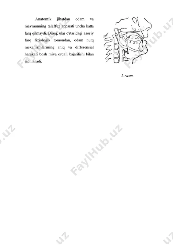 , ular o'rtasidagi asosiy farq fiziologik tomondan, odam nutq mexanizmlarining aniq va differe​n​sial harakati bosh miya orqali bajarilishi bilan izoh​la​na​di. 2-rasm. adabiyotlar 1. аракин в.д. сравнительная типология английского и русского языков. м., просвещение, 1989. 2. аракин в.д. типология языков и проблема методического прогнозирования. м., высшая школа, 1989. 3. абдуазизов а.а. тилшуносликка кириш. i-қисм. фонетика ва фонология. ii-қисм. лексикология ва семасиология. грамматика. тошкент, университет, 1999. 4. абдуазизов а.а. ўзбек тили фонологияси ва морфонологияси. т., 1992. 5. абдуазизов а.а., шереметьева а.г., зализняк а.м. общее языкознание. ташкент, университет, 2004. 6. ашурова д.у. производное слово в свете коммуникативной теории языка. ташкент, фан, 1991. 7. беланин в.п. психолингвистика. м., флинта, 2003. 8. бушуй а.м. сущность языка как проблема общей лингвистики. самарканд, 2004.