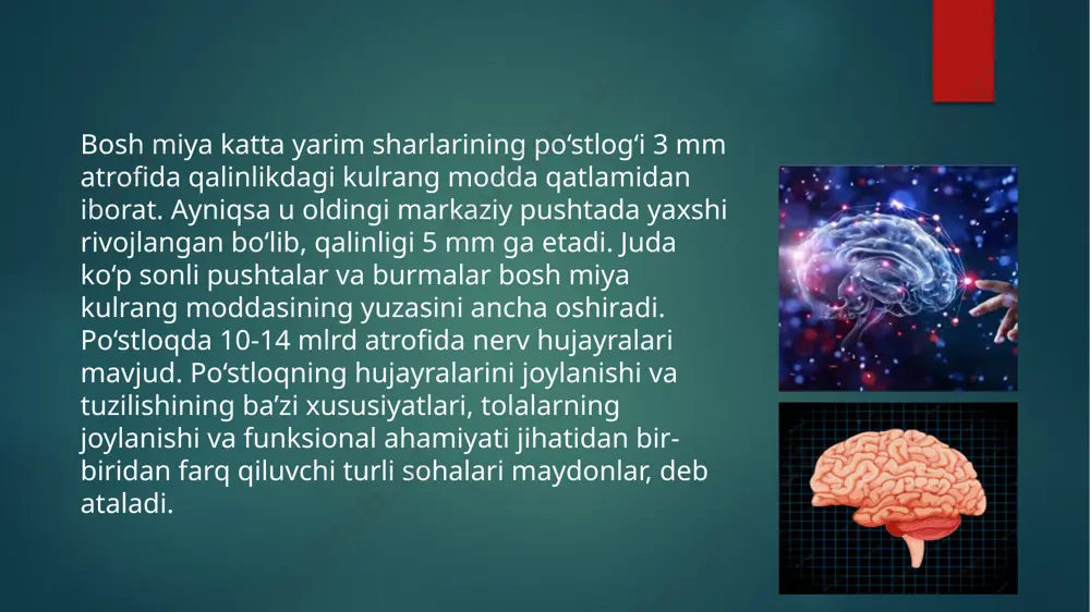 bosh miya yarim sharlari po’stlog’ining morfogenezi - Page 3