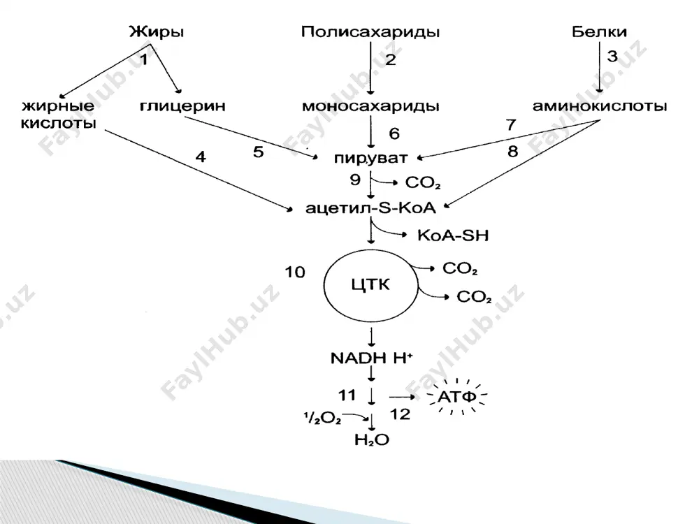 atsetatdan birikish reaksiyasi natijisa murraeab modda sitrat hosil bo’lishi, krebs siklining substratlaridan glyukoza, aminokislotalar yog kislotalari va boshkalar sintezlanishi. 3) energetik funksiyasi - krebs sikli reaksiyalarining borishi natijasida 1 mol atsetil-koaning parchalanishidan 12 mol atf sintezlanadi. 4) vodorod donorlik (vodorod generatorlik) funksiyasi - krebs sikli nafas olish zanjiri uchun vodorodning asosiy generatori hisoblanadi. bu siklda 4 juft vodorod atomlari hosil bњlib, ulardan 3 jufti nad bilan, bir jufti esa fad bilan birikadi. oshqozon fundal bezlarining hujayralirda vodorod protonlari elektron tashish zanjiriga emas balki xlorid kislota sinteziga sarflanadi. ushbu jarayon buyrakdagi yig’uv naychalardagi to’q bo’yalgan hujayralariga xam xos va siydikning kislotali-asos muvozanatini saqlashda axamiyatga ega. vaziyatli masalalar. 1. yurak yetishmovchiligi bo’lgan bemorlarga kokarboksilaza (gdf) buyuriladi. uning ta’sir mexanizmini tushuntiring. 2. paradont kasalliklarida to’qimalarda energiya almashinuvini tiklash maksadida niatsin buyuriladi. uning ta’sir mexanizmini tushuntiring. 3. ferment biotinaza biotinni oqsillar bilan biotinni kovalent boglanishini uzadi va erkin biotinni hosil qiladi. u biotinga bog’liq …