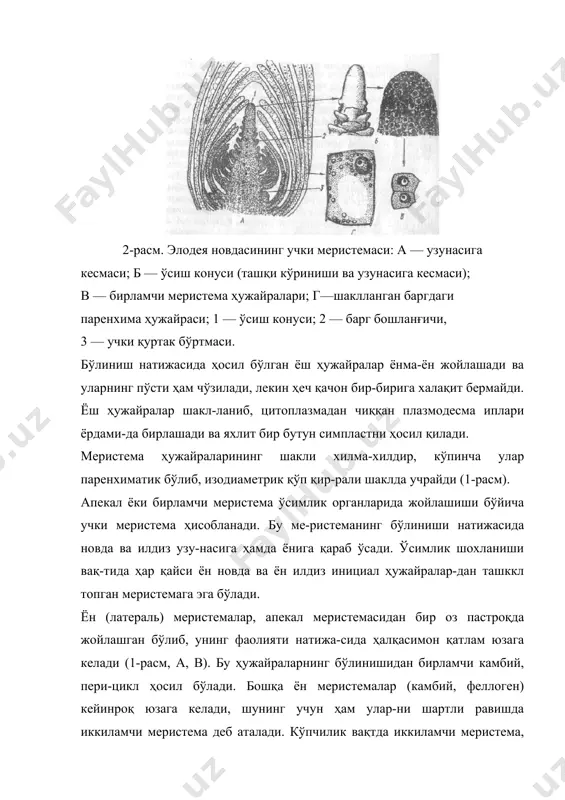 ида интеркаляр ўсиш юзага келганлигидан барг асоси ва банди ҳаммадан кейин пайдо бўлади. баъзан ўсимликнинг бирор органи ёки тўқимаси жа-роҳатланганда меристема тўқимаси ҳосил бўлади ва ши-кастланган жойнинг тикланишини таъминлайди. шикаст-ланган жойга яқин жойлашган ҳаётчан ҳужайралар тако-миллашиб ҳосил қилувчи тўқима юзага келади ва ҳимоя қилувчи пўкакни ҳосил қилади. қопловчи тўқималар қопловчи тўқималар асосан, ўсимликларни ташқи му-ҳит таъсиридан ҳимоя қилади, ички тўқималарни қуриш ва шикастланишдан сақлайди. унинг асосий физиологик функцияси (вазифаси) молдаларни танлаб ўтказиш, транс- пирация (лот. транс — орқалм, спиро — нафас чиқариш) — сувни шароитга қараб буғлатиш ва газ алмашинуви жара-ёнини бошқаришдан иборатдир. баъзи қопловчи тўқима-лар моддаларни сўриш ва чиқариш хусусиятига эга. қоп-ловчи тўқималар жуда ҳам қадимий бўлиб, уларнинг эволюцияси ўсимликларни сув шароитидан чиқиб, қуруқ-ликка мослашиш вақтидан юзага келган. бу тўқималар ҳам бошқа доимий тўқималарга ўхшаш онтогенез даврида ме-ристема тўқимадан вужудга келади. меристемалар ҳужайраларининг такомиллашишидан уч хил қопловчи тўқималар — бирламчи (дастлабки) эпидерма (юнон. э п и — юзасида; д …