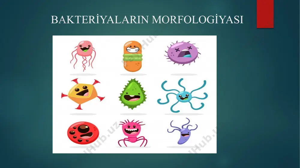 matik membranın sitoplazmaya invaginasiyası nəticəsində əmələ gəlir. 2 növü vardır. lateral – spor əmələ gəlmədə iştirak edir septal – dnt’yə birləşmək qabiliyyətinə malik olaraq çoxalmada iştirak edir. . hüceyrə qişası 3 təbəqədən ibarətdir. 1. daxili – sitoplazmatik membran 2. orta – hüceyrə divarı 3. xarici – selik təbəqə sitoplazmatik membran 50-80 anqstremdir. səthində mühüm fermentlər vardır. 1. tənəffüs fermentləri – sitoxromoksitaza 2. qidalanmada iştirak edən fermentlər – permeazalar hüceyrə divarı 10-20 nm qalınlığa malikdir. bakteriyaya forma verir. hüceyrə divarına görə bakteriyalar 1. qram müsbət 2. qram mənfi olarak 2 yerə bölünür qram müsbət bakteriyalar çoxqatlı peptidoqlikan yaxud murein qatı – qram müsbətlərdə yaxşı inkişaf edib. peptid və qlikan hissədın ibarətdir. n- asetilqlükozamin və n-asetilmuramin turşularının qalıqları ilə qlikozid rabitə ilə birləşib, qlikan molekulunu əmələ gətirir. qlikan molekulları paralel yerləşərək peptid rabitələri vasitəsilə qatlar əmələ gətirir. 2 qlikan molekulunun n – asetil muramin turşuları 4 amin turşu vasitəsilə köndələn peptid rabitə …