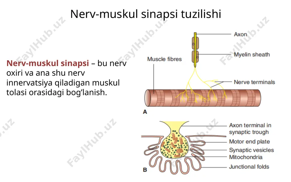 zanjirlar va og’ir zanjirlarning terminal qismlari miozinning bosh qismini hosil qiladi. ingichka filament 2 xil oqsil molekulalaridan iborat: qisqaruvchi aktin regulyator troponin – aktinning aktiv saytlarini berkitib turadi tropomiozin – 3 ta subbirlikdan iborat: c,i,t c – ca ionlarini biriktiradi t – c va i subbirliklarni tropomiozinga biriktirib turadi i – miozin boshi aktinning aktiv saytlariga birikishini to’xtatib turadi sarkotubular sistema t-naycha(sistema) sarkolemmaning invaginatsiyasi ca ning digidropiridin(dhp) retseptorlari joylashgan ko’ndalang sarkoplazmatik rertikulum muskul tolasining silliq endoplazmatik to’ri t-naycha yaqinida kengayib terminal sisterna hosil qiladi ca deposi ca ning riyanodin(ryr) kanallari bor 2 ta terminal sisterna + 1ta t-naycha = triada muskul qo’zg’alish protsessi harakat potensiali t-naycha membranasidagi dhp aktivlanishi l-naychadagi ryr ca kanallarining ochilishi ca ning sitozolga chiqishi ca + troponinning c subbirligi muskul qisqarish protsessi 1. cross-bridge siklining boshlanishi ca troponinning c subbirligi bilan birikadi t subbirlik tropomiozin konformatsiyasini o’zgartiradi aktinning aktiv markazlari ochiladi 2. aktin-miozin kompleksining hosil bo’lishi …