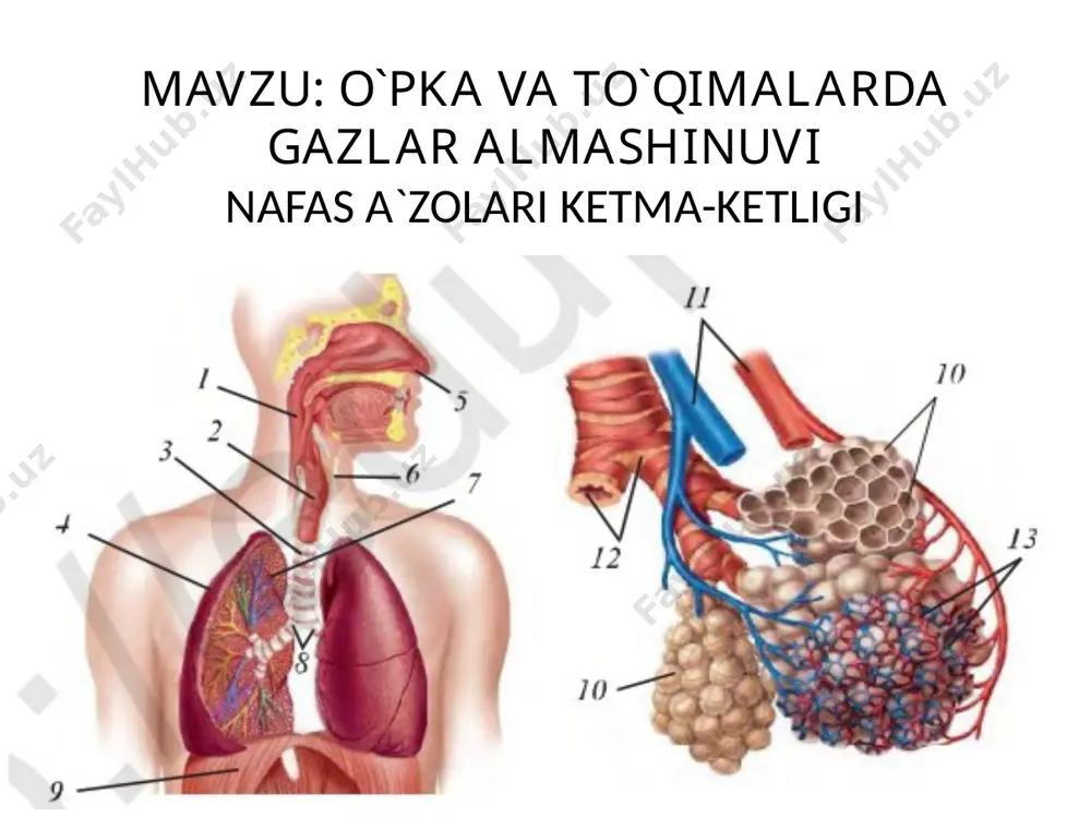 o‘pka va to‘qimalarda gazlar almashinuvi - Page 3