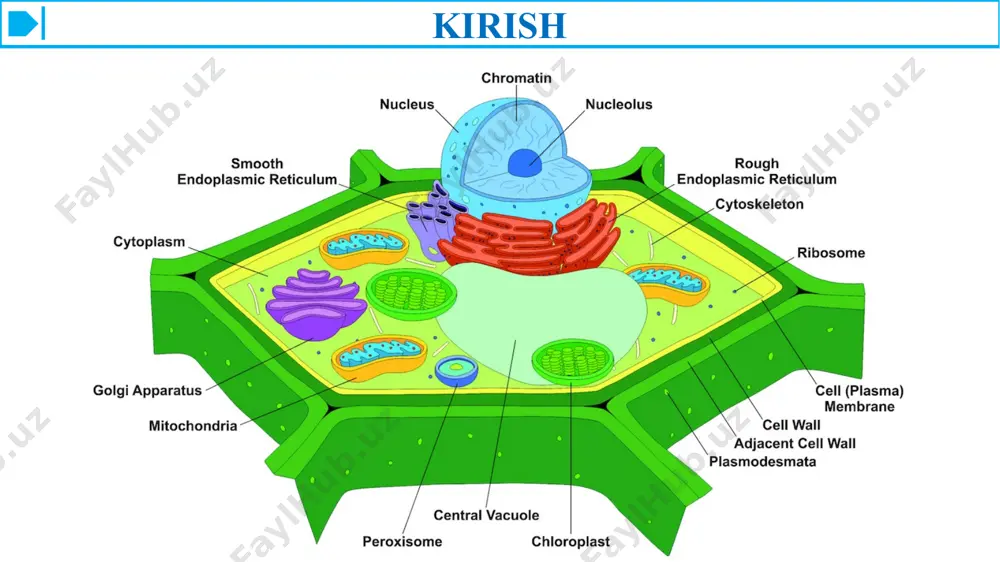ikning o'sishi va rivojlanishi uchun quyosh energiyasidan foydalanish qobiliyati haqida muhim ma'lumotlarni beradi. o'simlik hujayralarining tuzilishi va faoliyatidagi ahamiyati 4. energiya ishlab chiqarish: o'simlik hujayralarida mavjud bo'lgan mitoxondriya hujayralarning nafas olishi uchun javobgardir, bu jarayon hujayralarning asosiy energiya valyutasi bo'lgan atp (adenozin trifosfat) molekulalarini hosil qiladi. hujayra nafasini ifodalovchi kimyoviy tenglamalar glyukoza (c6h12o6) ning karbonat angidrid (co2) va suvga (h2o) oksidlanishini, atp shaklida energiyani chiqarishni o'z ichiga oladi. atp ishlab chiqarish tezligi va mitoxondrial faollikning miqdoriy o'lchovlari o'simlik hujayralarining energiya almashinuvi va ularning hujayralarni saqlash va o'sish qobiliyati haqida tushuncha beradi. 5. saqlash va gomeostaz: o'simlik hujayralarida joylashgan vakuolalar, katta membrana bilan bog'langan organellalar suv, ionlar va ozuqa moddalarini saqlash, shuningdek, turgor bosimi va ph muvozanatini saqlash kabi turli funktsiyalarni bajaradi. vakuolyar hajm va eritma konsentratsiyasining miqdoriy tahlili ularning osmoregulyatsiya va ozuqa moddalarini saqlashdagi rolini tushunishga yordam beradi, bu o'simliklarning o'sishi, rivojlanishi va o'zgaruvchan atrof-muhit sharoitlariga moslashishi uchun juda muhimdir. …