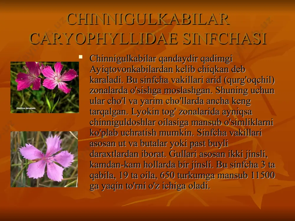 larda keng tarqalgan. peruda gultojxurozlar donli ekin sifatida ekiladi. machin (amaranthus retroflexus) begona ut sifatida ekinlar orasida o'sadi. gultojxuroz (celoxia cristata) manzarali o'simlik sifatida o'stiriladi. kizil machin a. mracandatus yevropa va aksh da hozir o'zbyokistonda ham yem xashak sifatida ekiladi. machinlar juda serpusht bo'lib, bir tup o'simlik 500000-1000000 tagacha urug' beradi. chinniguldoshlar caryophyllaceae oilasi. bu oilaga 80 ta turkumga mansub 2000 tur o'simlik kiradi. o'zbyokistonda 24 turkumiga oid 122 turi o'sadi. bu oila vakillari bir yillik, ko'p yillik o'tlar bo'lib, barglari qarama-qarshi joylashgan. gullari 5 doirali. changchilari 4-5-10 ta, urug'chisi 1-2-5 ta, tugunchasi ustki, mevasi ko'sak. ular yer sharining hamma zonalarida o'sadi. chinniguldoshlar oilasiga mansub 10 ta tur o'zbyokiston kizil kitobiga kiritilgan.