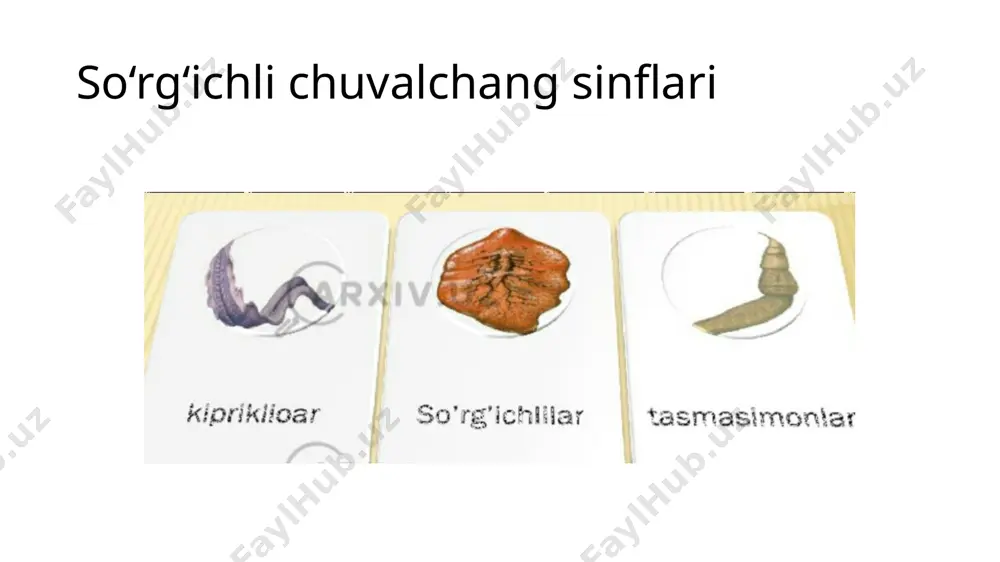 so‘rg‘ichli chuvalchanglar sinfi - Page 3