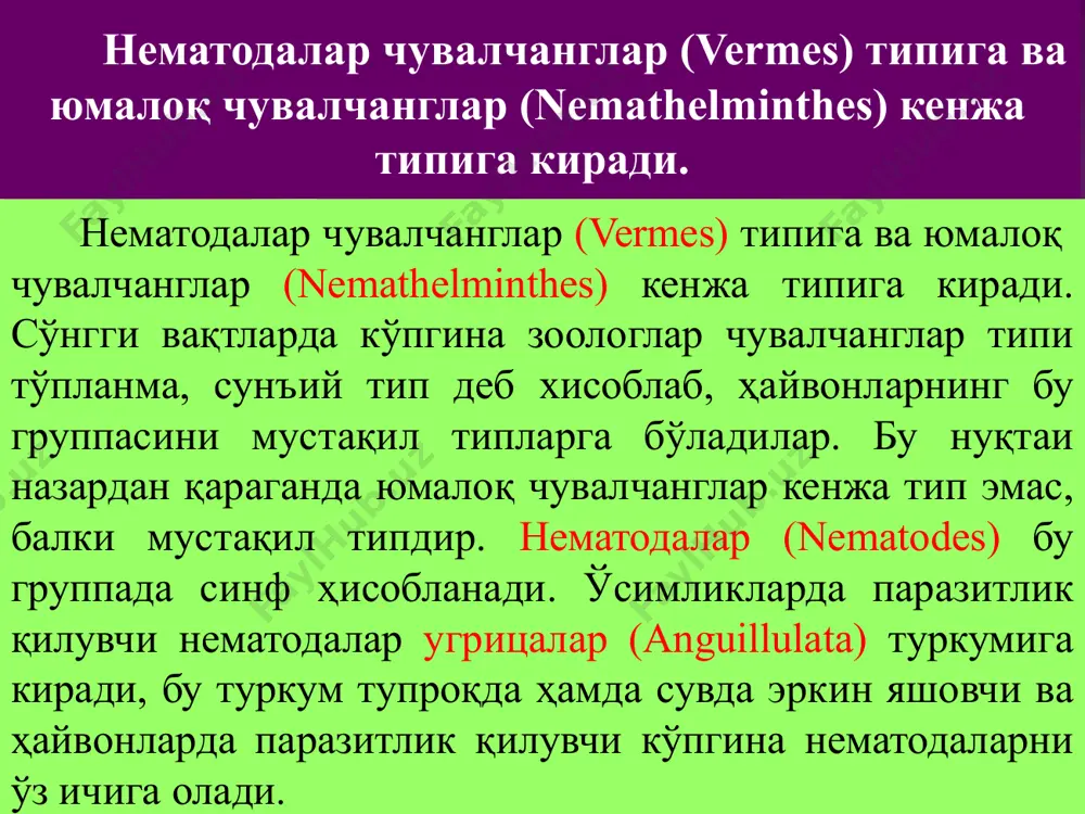 он, цилиндрик ва булавка шаклида бўлади; булавка шаклли нематодалар айниқса кўп учрайди ва улар думнинг ингичка қисмининг юқорироқ қисми бир оз, баъзан эса анчагина кенгайиши билан характерланади. фитонематодаларнинг анатомияси танасининг олдинги учида кўпинча 3 ёки 6 та лабчалар билан ўралган оғиз тешиги бўлади. лабчаларда ва лабчалар орқасида концентрик группа бўлиб жойлашган чуқурчалар, тукчалар ёки сўрғиччалар тарзидаги сезув органлари бор. лабчаларнинг энг йириги чувалчангнинг орқа томонида жойлашади; нематодалар лабчалар ёрдамида оғиз тешиги билан ёпишади ва озиқ бўладиган субстратни тутиб туради. нематодалар терисининг сирти силлиқ ёки ҳар хил нақшдор бўлади. нематода териси кўпинча хира оқиш, сарғиш ёки сувсимон-тиниқ рангда бўлади; баъзан териси кул ранг ёки қўнғир тусда бўлади; тиниқ нематодаларнинг ранги ичак ичидаги нарсаларга боғлиқ; бўлиши мумкин ва бундай холларда нематода одатда сувсимон тиниқ оқиш, пушти, сарғиш ёки кўкиш рангда бўлади. овқат ҳазм қилиш системаси оғиз бўшлиғидан бошланувчи ҳалқум, ўрта ва кейинги ичакдан иборат. огиз тешиги тананинг олдинги учида жойлашган. оғиз бўшлиғининг …