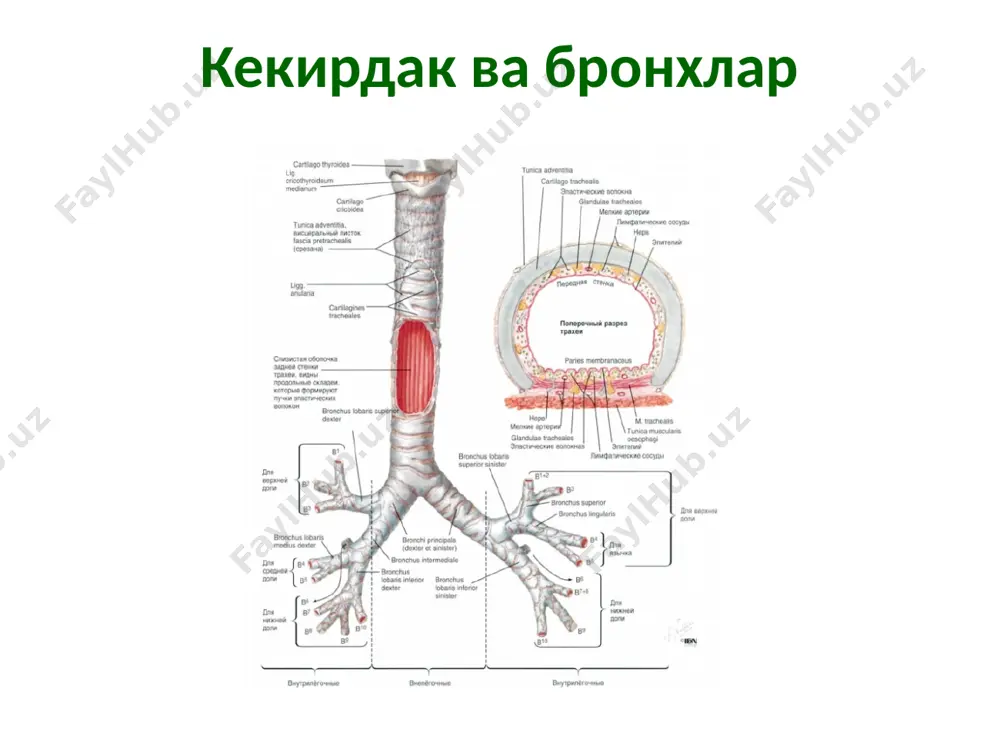 нафасолишорганлари - Page 5