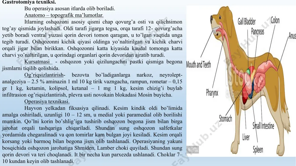 bir necha kun parxezda ushlanadi. choklar 7–10 kundan keyin olib tashlanadi. enterotomiya texnikasi kursatmasi – ichakni yorish operasiyasi asosan kichik hayvonlarda bajariladi. agar ichaklarda begona jismlar tiqilib qolgan bo’lsa. asboblar – har doim ishlatiladigan asboblardan tashqari bir juft ichak qisqichi. og’riqsizlantirish – narkoz neyroleptonolgeziya, mahalliy og’riqsizlantirishi, plevra usti novokain blokadasi. operasiya texnikasi – hayvon orqasiga yoki yon tomoni bilan fiksasiya qilinadi. kesim oq chiziq bo’ylab kindikning orqa qismida olib boriladi. laporotomiya o’tkazilgandan keyin, ichak begona jism bilan tashqariga chiqariladi. ichak devori nekrozga uchramagan lbo’lsa, uni ichidagi ozuqa barmoqlar yordamida chap va o’ng tarafga surilib ichak qisqichi bilan qisiladi. ichak devori kesilgandan keyin begona jism olib tashlanadi. jarohat lamber usuli bilan ikki qavat choklanadi. ichak qorin bo’shlig’iga yuborilgandan keyin devori choklanib yopiladi. ichakni kesish texnikasi (resection intestini) ko’rsatmasi – perforasiya yoki ichak devorini nekrozga uchrashi; qisilishi natijasida ichak devorini nekrozga uchrashi; ichaklarni bir -biriga yopishishi yoki invaginasiya: o’smalar, begona jismlarni tiqilib …