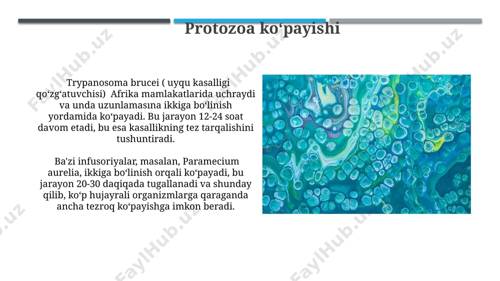 protozovalar - Page 5
