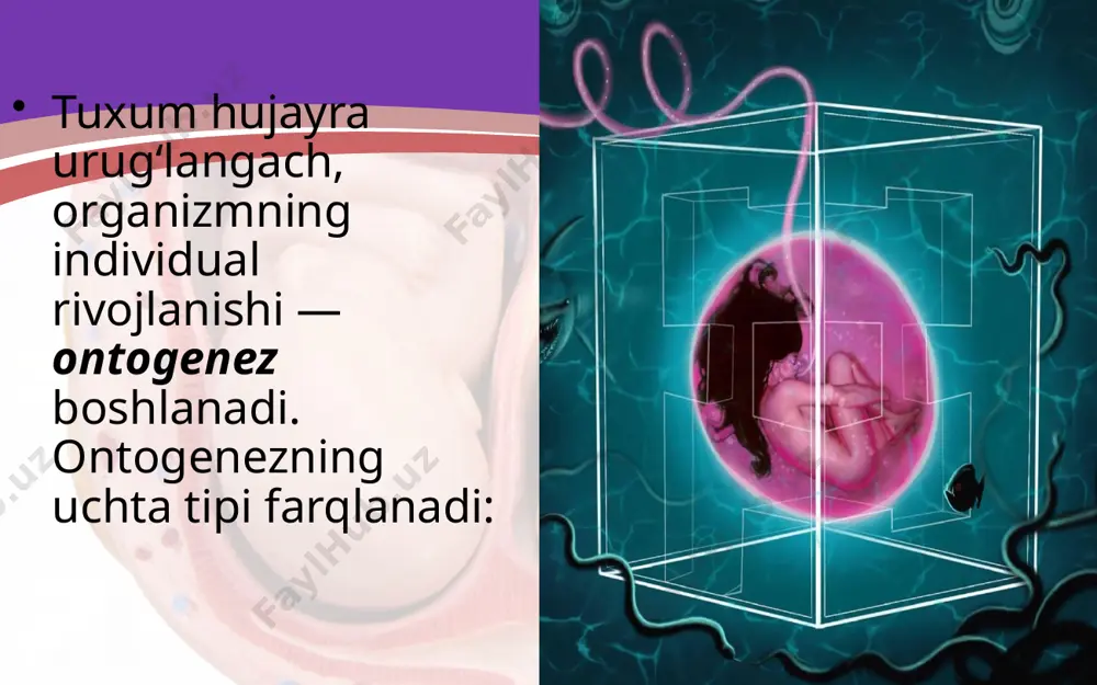 bo‘lishiga olib keladigan jarayonlar yig‘indisi gastrulyatsiya deb ataladi. lansetnikda gastrula blastula devorining ichkariga botib kirishi hisobiga hosil bo‘ladi, ayrim hayvonlarda — blastula devorining qat-qat bo‘lib joylashishi yo‘li bilan amalga oshadi ko‘p hujayrali hayvonlarda (kovak ichlilardan tashqari) uchinchi qavat mezoderma hosil bo‘ladi. mezoderma ekto va entodermaning o‘rtasida birlamchi tana bo‘shlig‘i — blastoselda joylashadi. mezoderma qavatining hosil bo‘lishi bilan murtak uch qavatdan iborat bo‘ladi: ektoderma, entoderma va mezoderma murtak varaqlari hisoblanadi ixtisoslashish — bu embrionning ayrim qismlari va hujayralarining tuzilishi hamda vazifasi jihatidan bir-biridan farq qilishidir. ixtisoslashish morfologik nuqtai nazardan qaraganda maxsus tuzilishga ega bir-biridan farq qiladigan yuzlab hujayra xillarining hosil bo‘lishidir. organogenez. gastrulyatsiya tugallangandan keyin o‘zak organlari majmui: nerv nayi, xorda, ichak naychasi hosil bo‘ladi. lansetnikda o‘zak organlar quyidagicha hosil bo‘ladi: lansetnikda embrionning orqa tomonidan ektoderma tarnov shaklida o‘rta qismidan botib kira boshlab, naycha hosil qiladi murtak varaqasi ektodermasidan nerv sistemasi, sezgi organlari, teri epiteliyasi, tishning emal qavati; entodermadan — ichak …