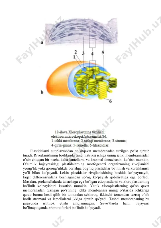 va xloroplastlarning bo’linib ko’payishini kuzatish mumkin. yetuk xloroplastlarning qo’sh qavat membranadan tuzilgan po’stining ichki membranasi uning o’rtasida ichkariga qarab burma hosil qilib bir tomondan sekinroq, ikkinchi tomondan tezroq o’sib borib stromani va lamellalarni ikkiga ajratib qo’yadi. tashqi membrananing bu jarayonda ishtirok etishi aniqlanmagan. suvo’tlarda ham, hujayrasi bo’linayotganda xromotoforlari bo’linib ko’payadi. o’simlik to’qimalaridagi turli hujayralarda plastidalarning quyidagi xillari mavjud: 1. proplastidlar–birlamchi plastidalarni shakllantiruvchi manba. ularda qo’shmembrana mavjud bo’lib, ichki strukrutalari to’liq rivojlanmagan holatda bo’ladi. 2. etioplastlar – qorong’ulikda rivojlanayotgan plastidalar. 3. amiloplastlar–tashqi ko’rinishi plastidalarga o’xshaydi, stromasida, kraxmal donachalarini saqlaydi. o’simliklarning zahira saqlovchi organlaridagi hujayralarda uchraydi. 4. elaioplastlar – yog’, moy zahiralarini saqlovchi plastidalar. 5. proteinoplastlar–oqsilli mahsulotlarni zahira sifatida saqlovchi hujayralarda uchraydi. 6. gerontoplastlar–o’simliklarning qarigan to’qimalaridagi hujayralarda uchraydi. funksional faoliyati qarigan bo’ladi. 7. leykoplastlar. 8. xloroplastlar. 9. xromoplastlar. tuzilishi va funksiyasiga muvofiq eng muhim ahamiyatga ega bo’lgan quyidagi plastidalar bilan tanishib chiqamiz. xloroplastlar. xloroplastning nozik qurilishi juda murakkab bo’lib, mitoxondriya singari ikki …