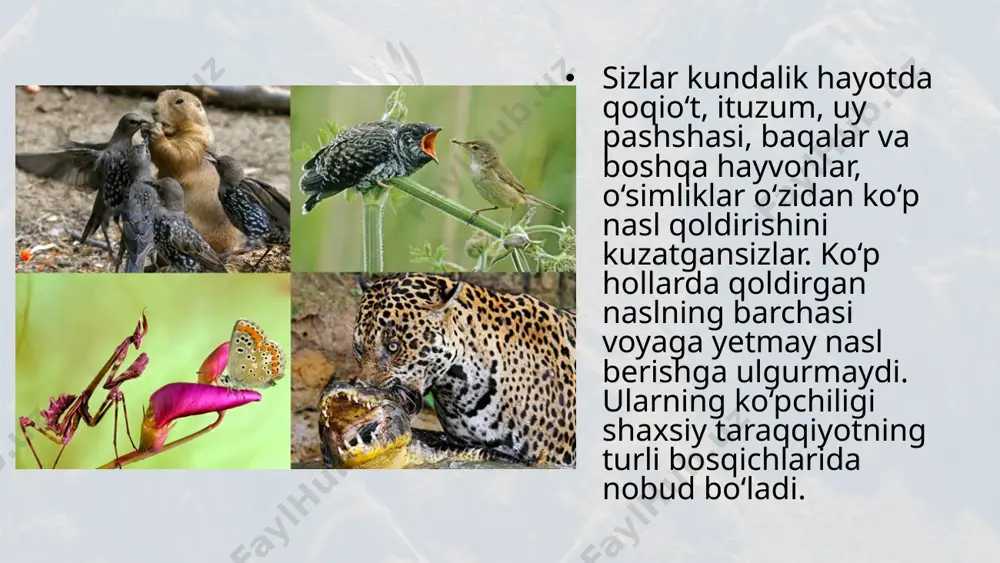 atan talabi o‘xshash bo‘ladi. bir turga kiruvchi qushlar orasida urchish paytida uya qurish uchun joy tanlash bo‘yicha raqobat ro‘y beradi. sutemizuvchi hayvonlar, qushlarda erkak organizmlar o‘rtasida urg‘ochi organizmlar bilan qo‘shilish uchun kurash ketadi. g‘o‘za, bug‘doy va boshqa o‘simlik urug‘lari zich ekilganda, ular orasida yorug‘lik, namlik, oziqa uchun raqobat kuzatiladi. oqibatda ular nimjon bo‘lib o‘sadilar. bir turga kiruvchi daraxtlar, butalar orasida ham bunday holat kuzatiladi. shox-shabbasi keng quloch yozgan eng baland daraxtlar quyosh nurining ko‘p qismini tutib qoladi. ularning baquvvat ildiz sistemasi tuproqdan ko‘proq suv va unda erigan mineral moddalarni shimib oladi. buning hisobiga qo‘shni daraxtlar zaif bo‘lib o‘sadi yoki o‘sishdan to‘xtab nobud bo‘ladi. tur ichidagi kurash eng shiddatli bo‘ladi. chunki bir tur individlarining hayotiy ehtiyojlari bir xil bo‘ladi. organizmlar orasidagi munosabatlardan insonlarning foydalanishi. bir turga kiruvchi organizmlar orasida yashash uchun kurash shiddatli bo‘lishini e’tiborga olib, yangi bog‘lar tashkil qilinayotganda mevali daraxtlarning turiga qarab ko‘chatlar ma’lum oraliqda ekiladi. sun’iy yo‘l bilan …