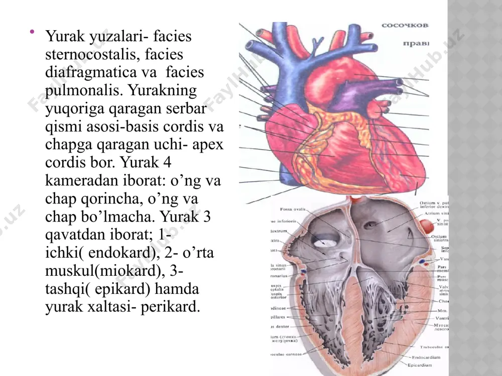 yurak qon-tomir sistemasi - Page 5