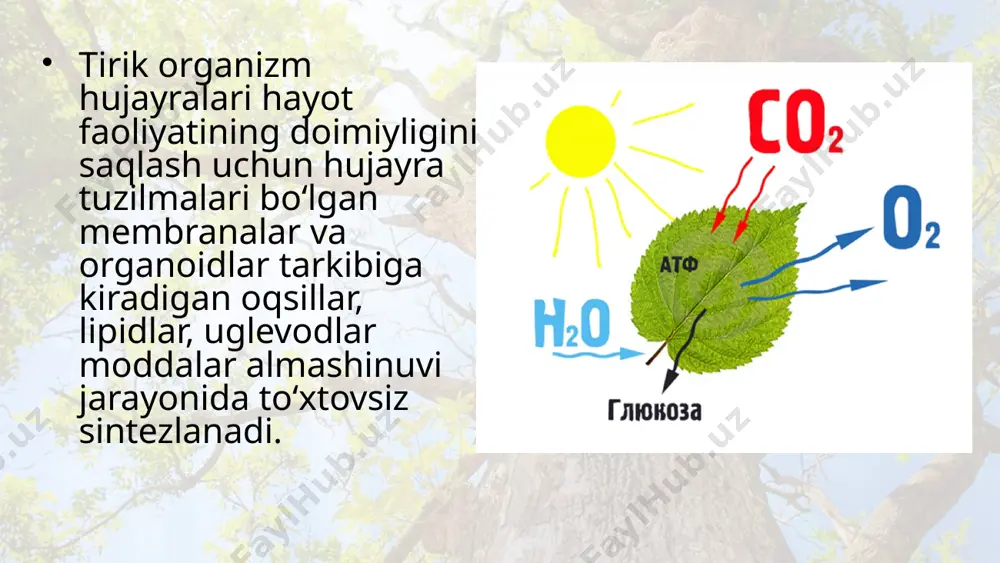 siyalariga sarfl anadi. fotosintezning qorong‘ilik bosqichi xloroplastlarning stroma qismida amalga oshadi, bunda boshlang‘ich mahsulotlar sifatida co2, atf, nadf·h qatnashadi. nadf molekulasi tarkibidagi h atomlari va co2 molekulalari atf energiyasi hisobiga birikib, birlamchi uglevod – glukoza sintezlanadi. fotosintez jarayonida hosil bo‘lgan birlamchi uglevodlar bir qator reaksiyalar natijasida boshqa organik moddalarga, ya’ni aminokislota va yog‘ kislotalarga aylanadi, ulardan esa oqsil va lipidlar sintezlanadi. xemosintez. xemosintez hodisasini 1887-yil rus olimi s. n. vinogradskiy kashf etgan. xemotrofl ar anorganik moddalardan organik moddalarni sintezlashda, anorganik moddalarning oksidlanish reaksiyalarida hosil bo‘lgan energiyadan foydalanadi. temir bakteriyalari ikki valentli temirni uch valentli birikmalargacha oksidlab, hosil bo‘lgan energiya hisobiga uglerodning anorganik birikmalaridan organik moddalarni sintezlaydi. nitrifi kator bakteriyalar organik moddalarning chirishidan hosil bo‘lgan ammiakni nitritlarga (hno2), nitritlarni nitratlargacha (hn03) oksidlab, shu jarayonda hosil bo‘ladigan energiyadan foydalanadi oltingugurt bakteriyalari vodorod sulfi dni molekular oltingugurtga yoki sulfat kislotagacha oksidlab o‘z tanasida oltingugurt to‘playdi. vodorod sulfi d yetishmaganida bakteriyalar o‘z tanasida to‘planib …