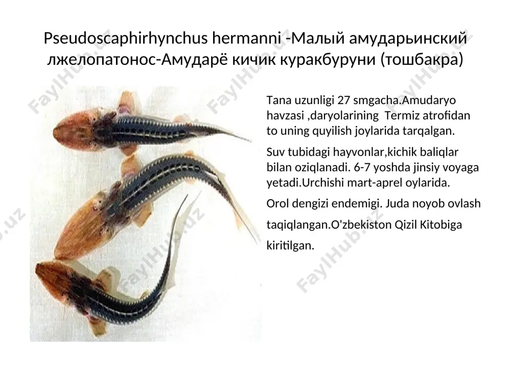 nallar,hovuzlar)suv o’simliklaridan tozalashda biomelorator baliq sifatida foydalaniladi. * aspius aspius-жерех-оққайроқ tana uzunligi 80 -1 metr gacha,og’irligi 5kg.sirdaryo, amudaryo va zarafshon havzalarining tekislik qismida joylashgan suv havzalarida tarqalgan. yirtqich baliq,asosan mayda baliqlar bilan oziqlanadi. 4-5 yilda jinsiy voyaga yetadi.urchish davri mart-aprel oyida,qumli-balchiqli joylarda suv oqimli joylarda o’tadi.serpushtligi 25-250 ming uvildiriqqacha. qimmatli ovlanadigan baliq turi hisoblanadi. * aspiolucius esocinus-щуковидный жерех, жерех-лысач-чўртансифат оққайроқ (калбалиқ, чўртанмарка) tana uzunligi 58 sm gacha,og’irligi 5kg. amudaryo va sirdaryoning o’rta oqimlari hamda ularning irmoqlari, qashqadaryo va zarafshonning quyi qismidagi suv havzalarida tarqalgan. yirtqich,baliqlar bilan oziqlanadi. 6-7 yoshda jinsiy voyaga yetadi.urchishi fevral- mart oylarida daryolarning tubi toshli vaqumli joylarda o’tadi. serpushtligi 22-190 ming uvildiriqqacha. orol dengizi havzasi endemigi.oxiri yillarda soni keskin kamayib ketgan. ovlash taqiqlangan.o’zbekiston qizil kitobiga kiritilgan. * aspius taeniatus-красногубый жерех-қизил лабли оқ қайроқ. * opsariichthys uncirostris-троегуб, трегубка-учлаб, tana uzunligi 20 smgacha. tabiiy areali-amur havzasi,yaponiya,xitoy,koreya suv havzalarida tarqalgan.toshkent viloyati suv havzalariga xitoydan o’simlikxo’r baliqlarni keltirilib iqlimlashtirish paytida tasodifan …