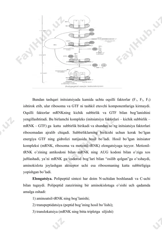 urgan trnk dan peptidiltransferaza yordamida endigina a qismda joylashgan yangi aminokislotaning aminoguruhiga ko’chirilishi tufayli o’tadi va natijada dipeptidil trnk hosil bo’ladi. p qism esa bo’sh, yuklanmagan mrnk formilmetionin qoladi. endi ribosomaning a qismi bilan yangi aminoatsil-trnk birikadi va sikl takrorlanaveradi. elongatsiya siklining 3-qadamida ribosoma rnk bo’ylab 3¹-uchiga qarab bir qadam masofaga siljiydi. bunda dipeptidil trnk ham a qismdan p qismga ko’chib, ozod bo’lgan trnk sitozolga o’tadi. bu qadam translokatsiya deyiladi. bu bosqich uchun yana bir elongatsiya faktori ef-g kerak bo’ladi. endi ribosoma unga birikkan dipeptidil trnk va mrnk bilan navbatdagi siklga tayyor; uchinchi aminokislota qoldig’i ham xuddi ikkinchi aminokislota qoldig’i kabi birikadi. shunday qilib, har bir aminokislotani o’sayotgan polipeptid zanjiriga qo’shilishi uchun ikki molekula gtf sarf bo’ladi. elongatsiya mrnk to’liq o’qib bo’linguncha davom etadi. terminatsiya. translyatsiyaning oxirgi davri terminatsiya deb ataladi. oqsil sintezi polinukleotid zanjirida maxsus terminirlovchi kodonlar uaa, uag, uga tripletlaridan biri tog’ri kelganda uziladi. bu tripletlar ma’nosiz tripletlar …