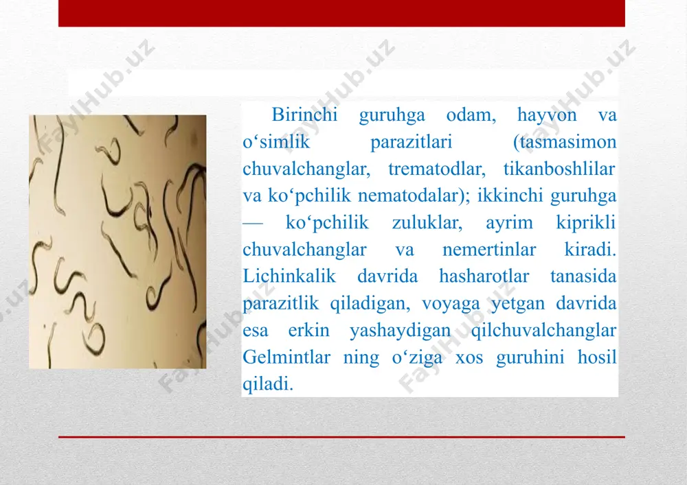 gelmintlar xarakteristikasi - Page 5