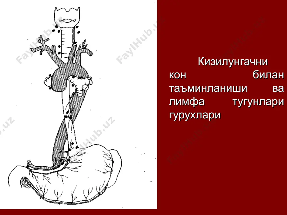 2. нур терапия. 3. химиотерапия. 4. комбинирлашган. 5. комплекс. даволаш * кизилунгач буйин кисми саратонини даволаш кизилунгач буйин кисми саратони усишини узига хослиги туфайли купинча консерватив усуллар – нур ва химионур терапия кулланилади. * кизилунгач юкори кукрак кисми саратони кизилунгач саратони кизилунгачнинг юкори кукрак кисмида жойлашганда киршнер – накаяма операцияси бажарилади кизилунгач усмаси локализациясига караб резекция хажми аникланади * кизилунгач урта ва пастки кисмлари саратонини даволаш усма кизилунгачни урта ва пастки кисмларида жойлашганда кизилунгачни абдоминоцервикал экстирпацияси ёки льюис типидаги операция бажарилади. * кардиоэзофагеал соха саратони i-тип. кардиоэзофагеал соха саратони i типида кизилунгач абдоминоцервикал экстирпацияси ёки льюис операцияси бажарилади. * кардиоэзофагеал соха саратони ii-тип кардиоэзофагеал соха саратони ii-типида гарлок типидаги операция ёки гастрэктомия кизилунгач п\3 кисми резекцияси билан бажарилади * кардиоэзофагеал соха саратони iii тип кардиоэзофагеал соха саратони iii-типида гастрэктомия кизилунгач п\3 кисми резекцияси билан бажарилади * эндопротезлаш эндопротезлаш узок прогноз жуда ёмон. беш йиллик яшаш курсаткичи 3-6 %ни ташкил килади …