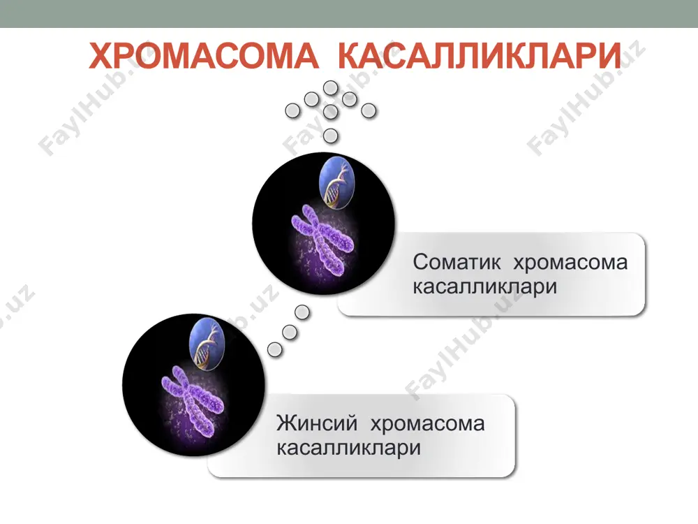 нормада п – гидроксифенил пировиноград кислотасига айланади. бу кислота эса, уз навбатида гомогентизиноксидаза ферменти ёрдамида гомогентизин кислотасига айланади. алкоптонурия касаллигида эса, гомогентизиноксидаза ферментининг синтезини белгиловчи ген мутатсияга учрагани учун организмда бу фермент жуда камайиб кетади. натижада, туқималарда ва физиологик суюқликларда гомогентизин кислотаси тупланиб қолади. албинизм бу касаллик тирозинни мелонинга айлантирувчи тирозиноза синтезини бошқарувчи геннинг мутастияга учраши ҳисобига содир булади. албинизм касалликгида терида, сочда, кузнинг рангдор пардасида ранг булмайди ва кузнинг куриш қобилияти анча сусаяди. албенизм касаллиги тулиқ ёки қисман пайдо булиши мумкин. тулиқ албинизм аутосомадаги ретсессив ген иштирокида юзага чиқса, қисман албинизм эса аутосомадаги доминант ген билан юзага чиқади. галактоземия бу касаллик организмда галактозо-1-фосфатни парчаловчи галактоза-1-фосфатуридилтрансфераза ферментнинг етишмаслиги туфайли юзага чиқади. организм галактозини узлаштира олмайди, шунинг учун у қонда ва туқималарда тупланиб, организмга заҳарли та`сир курсата бошлайди. натижада, жигарда узгариш пайдо булади; буйрак иши бузилишидан оқсиллар сийдикка утади. мукополисахаридозлар бу касалликлар мукополисахаридлар алмашинувининг бузилишидан келиб чиқади. мукополисахаридлар лизасомаларда куплаб тупланади, …
