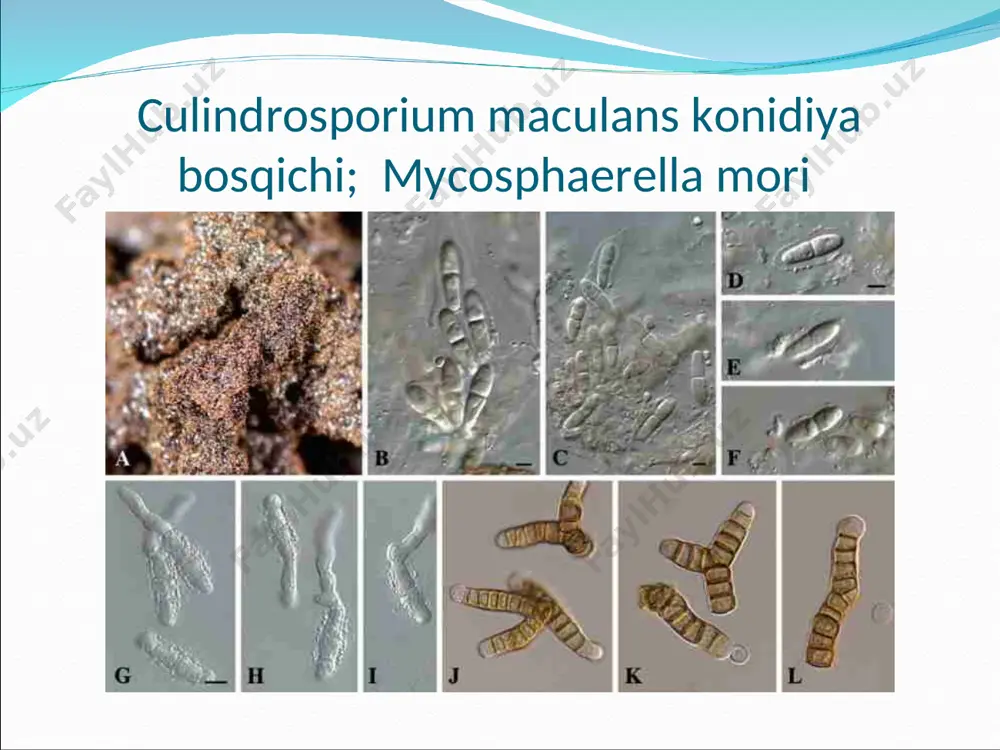 mmenue fr qo’zg’atadi. bu zamburug’ ko’pincha tutning nimjon qurib qolgan yoki sovuq urgan shoxchalarini zararlaydi. kasallangan yarim shtamboviy xasak tutlarida poyaning kuchli yorilishi va nobud bo’lishi kuzatiladi. zamburug’ yarim saprofit hisoblanadi. zamburug’ yupqa qisqa oyoqchali yoki yonbosh qalpoqchalar meva tanalar hosil qiladi. qalpoqning tepasi duxobasimon oq plastinkalari kulrang, keyinroq binafsha, qo’ng’ir, qalpoqqa birikkan joydan tarqalib ketadi. sporalari rangsiz. qurib qolishi, nobud bo’lishi, yorilishi, novdalarning qorayib qolish kasalliklarni yarimsaprofit va saprofit zamburug’lar chiqaradi. ularni ichida ko’p zarar keltiradiganlaridan biri - stegonasporium sirakoffi bubak (sun therostroma). bu zamburug’ yosh novdalarning nobud qiladi. novda daraxtida 30 gacha novdalar nobud bo’ladi. asosan pastki va yon shoxchalar nobud bo’ladi. ulardan kichik yoriq paydo bo’ladi. ulardan zamburug’ning yostiqchalari chiqib turadi. bu qoramtir yostiqchalar zamburug’ning meva tanalari lojelardan iboratdir. deyarli ochiq lojeli konidiyalar joylashgan bo’ladi. schizophyllum alneuv schrot sch. commenue fr qishloq xo’jalik ekinlarining bakterial kasalliklari vegetatsiya davomida turli yo’llar bilan tabiatda tarqalishi va zarar yetkazishi mumkin. …
