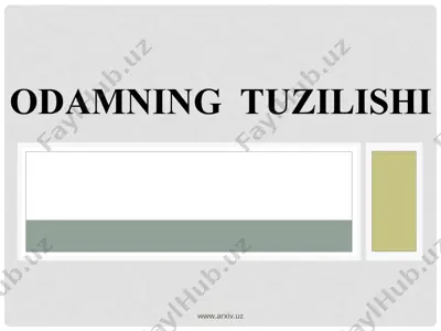 odamning tuzilishi — PPT