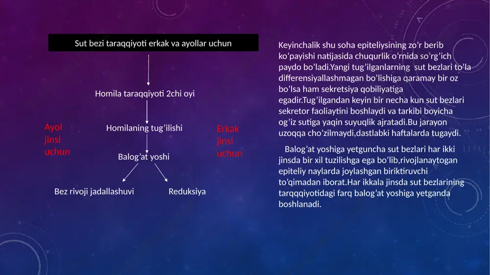 p sonli sekretor oxir (alveola)lar paydo bo’lib,uning bo’shlig’i kengayadi.sekretor oxirlarini bo’lib turuvchi biriktiruvchi to’qimaga leykotsitlar to’planadi.tarmoqlangan sut yo’li va yiriklashgan alveolalarda sekretsiya belgisi ko’rinmaydi.homiladorlikning uchinchi oyining oxiri,to’rtinchi oyining boshida sekretsiyaning birinchi belgilari korina boshlaydi.alveolalar bir vaqtning ozida sekret ajratmaganligi uchun turlicha ko’rinishga ega.sut ajratgan alveolalarda epiteliy yassi bo’lsa,sutndonachalari saqlagan bez hujayralari bo’ychan silindirsimon shaklga ega bo’ladi. laktatsiyaning boshqarilishi ayol ko’krak bilan emizganda bolaning so’rish harakatlari so’rg’ichdagi taktil retseptorlarni stimullaydi,natijada gipofizning orqa bo’lagidan oksitotsin gormoni ajrala boshlaydi. ushbu gormon sut sinuslari va sut yo’llarining silliq mushaklari,shuningdek alveolalardagi mioepitelial hujayralarning qisqarishi va sut ajralishiga olib keladi.salbiy emotsional holatlar, ya’ni xafalik,tashvish yoki g’azab oksitotsin ajralishini kamaytiradi va refleksni bartarf etadi. laktatsiyadan keyingi aks taraqqiyot ko’krak bilan emizish tugagandan so’ng homiladorlik va laktatsiya davrida rivojlangan aksariyat alveolalar degeneratsiyaga uchraydi.epiteliy hujayralarining apoptozi,autofagiyasi sodir bo’ladi,o’lgan hujayralar makrofaglar tomonidan yo’qotiladi.chiqaruv yo’llari tizimi faolsiz bo’lgan umumiy holatga qaytadi.menopauzadan so’ng sut bezlari alveolalari va chiqaruv yo’llarining o’lchamlari kichrayadi,stromada fibroblastlar,kollgen …