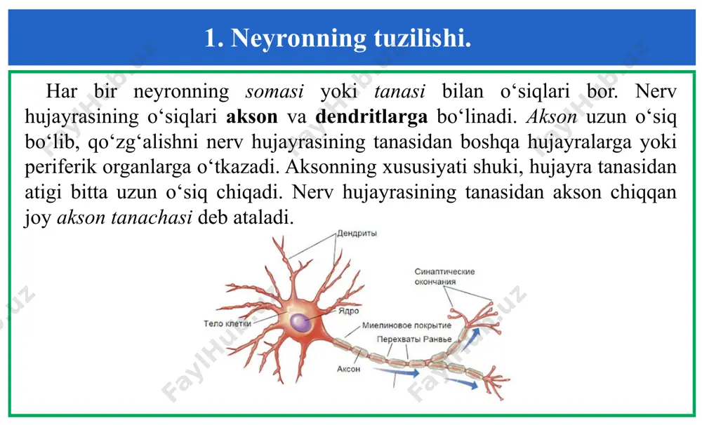 va struktura butunligini ta’minlaydi. shuningdek, mns ning stellit hujayralari singari shvann hujayralarni ham modda almashinuvida qatnashishdan tashqari fagotsitoz qobiliyatiga ega. 2. neyrogliya va uning ahamiyati. 4. ependimal neyrogliya - neyroepetelial hujayralardan iborat boʻlib, orqa miyaning markaziy kanali va miya qorinchalari devorlarini qoplab olgan. ular silindrik epiteleyni eslatadi va shuning uchun ham ependima deb ataladi. apikal (yuqori) qismi hujayra membranasining kalta barmoqsimon tuklari (mikrovorsinkalari) bilan qoplangan. mikrovorsinkalar oraligʻidagi tipik kiprikchalar, sekundiga 6 marta harakatlanadi va miya suyuqligi (likvori) ni harakatga keltiradi. ba’zi ependimal hujayralar perivaskulyarning, ya’ni tomirning bazal membranasigacha boradi. boshqa xillari esa sekretor faoliyatiga ega boʻlib, orqa miya suyuqligini ishlab chiqaradi. 2. neyrogliya va uning ahamiyati. 5. mikrogliya mns ning retukuloendoteliyal tizimidan iborat boʻlib, patologik holatlardagina rol oʻynaydi. ular miya yumshoq pardasining moddaga yopishib turgan qismida toʻplangan. mikrogliya harakatlanish va fagotsitoz qobiliyatiga ega. zarur boʻlganda mns toʻqimasi boʻylab tez tarqalib ketadi. mns da "soqchilik" qiladi, mayda shikastlangan hujayralarni fagositlar kelguniga …