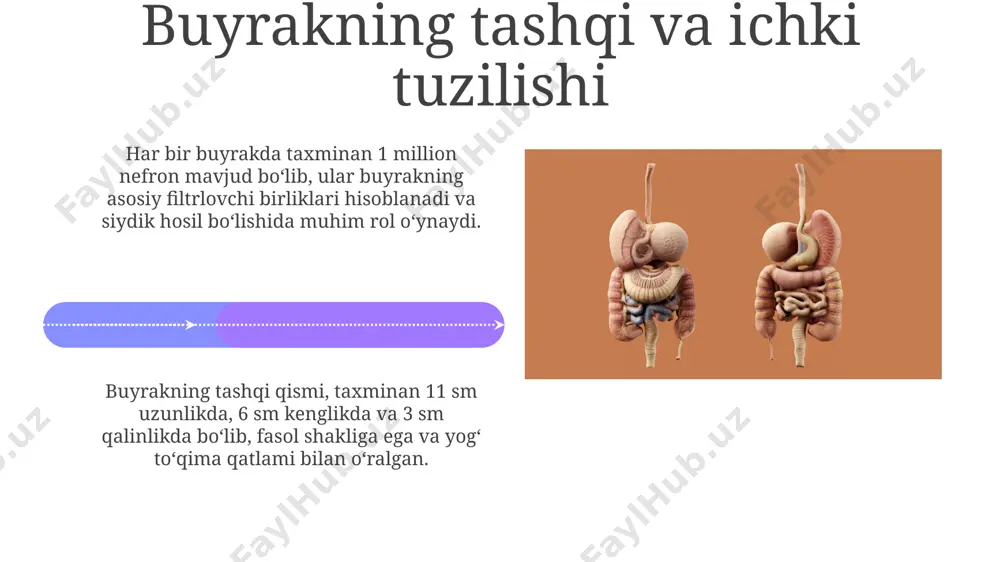 mg/dl dan ortiq bo'lgan kreatinin kabi moddalar faol ravishda buyrak naychalariga chiqariladi va siydik bilan ajratib chiqariladi. dori vositalari va toksinlarning 50% gacha bo'lgan qismi jigarda metabolizmdan keyin buyrak naychalarida faol sekresiya orqali chiqariladi, bu tozalash jarayonining muhim qismidir. piyelonefrit pielonefrit, buyrak to'qimalarining 70-90% iga ta'sir qilishi mumkin bo'lgan, o'tkir yoki surunkali bakteriyalar infeksiyasi hisoblanadi, bu esa jiddiy asoratlarga olib kelishi mumkin. taxminan 25% hollarda pielonefrit holatlarida bakteriyalar qon oqimi orqali buyrakka yetib boradi, bu esa gematogen tarqalish deb ataladi va og'irroq shakllarga olib kelishi mumkin. e'tiboringiz uchun rahmat @taqdimot_robot image4.jpg image5.jpg image6.jpg image7.jpg image8.jpg image9.jpg image10.jpg image11.jpg image12.jpg image13.jpg image14.jpg image15.jpg image16.jpg image17.jpg image18.jpg image19.jpg image20.jpg image1.jpeg image2.jpeg image3.jpeg