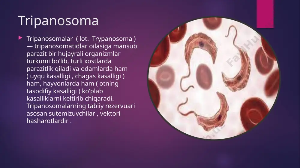 nchalik invaziv bosqichlarni hosil qiladi. trixomanada trichomonas vaginalis yoki urogenital trichomonas ( lot. trichomonas vaginalis ), parabazal tipdagi trichomonadidae oilasiga mansub bir hujayrali protozoyalar turi . uning uzunligi 13-18 mikron (30-40 mikrongacha). flagella va to'lqinli (to'lqinli) membrananing harakatlari tufayli trichomonas faol ravishda harakatlanishi, psevdopodiya hosil qilishi va hujayralararo bo'shliqlarga kirib borishi mumkin. urogenital trichomonas faqat genitouriya organlarida yashaydi . boshqa organlarda ( ichak , oshqozon va boshqalar) va inson tanasidan tashqarida ular tezda nobud bo'lishadi, chunki ular himoya vositalarini hosil qilmaydi va atrof-muhitning salbiy omillariga juda chidamli emas. quritish, 45 ° c dan yuqori qizdirish, to'g'ridan-to'g'ri quyosh nurlari, osmotik bosimning o'zgarishi ular uchun ayniqsa zararli , ular tezda havoda quriydi. lyambliya lambliyalar (lamblia), lyambliyalar — koʻp xivchinlilar turkumiga mansub xivchinlilar urugʻi. sut emizuvchilar (odam, quyon, sichqonlar), suvda va quruqliqda yashovchilar, ayrim umurtqasiz hayvonlar ichagida parazitlik qiladi. tanasi noksimon, 2 tomonlama simmetriyali, uz. 8—30 mkm. botiq qorin tomonida ichak devoriga yopishadigan …