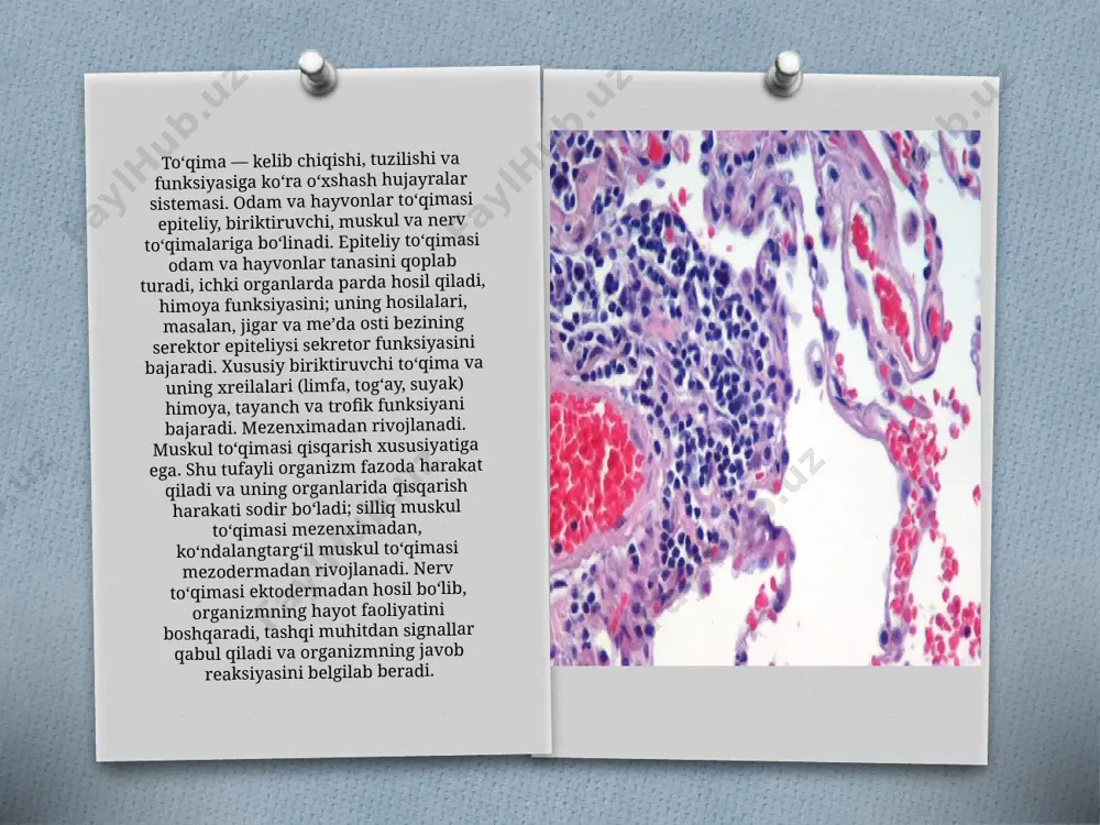 ng baʼzilari protoderma hosilalari (ekzogen tuzilmalar) boʻlib, boshqalari asosiy meristema, tomir meristemalari (kambiya va prokambiy) yoki doimiy toʻqimalar boʻladi. masalan: floema (endogen tuzilmalar). ajratuvchi toʻqimalarning rivojlanishidan oldin sekretor tuzilmalari shakllanadi. sekretor hujayralar maʼlum darajada meristema hujayralariga oʻxshab ketadi. ularning devorlari yupqa boʻlib, bir nechta plazmodesmalar bilan oʻzaro bogʻlangan boʻlib, sitoplazmaga boy, yirik yadrolar va leykoplastlarni oʻz ichiga oladi. boshqa organoidlarning rivojlanish darajasi funksional ixtisoslashuv bilan belgilanadi. shunday qilib, agar uglevodlar sekret hosil boʻlishida ishtirok etsa (nektarlar va shilliq qavatlardagi kabi), hujayralarda golji apparati yaxshi rivojlangan va plastidlar koʻp boʻladi[6]. agar sekretsiya terpenoid boʻlsa, hujayralar plastidlarni va koʻp miqdorda silliq endoplazmatik toʻrni (er) oʻzida jamlagan boʻladi[7]. agar sekret oqsil boʻlsa (hasharotxoʻr oʻsimliklarning bezlarida boʻlgani kabi), u holda hujayralar yaxshi rivojlangan endoplazmatik toʻr va golji apparati bilan taʼminlangan boʻladi. sutli sekretsiya sintezida asosan endoplazmatik toʻr ishtirok etadi. hosil qiluvchi to’qima: etiboringiz uchun rahmat image3.jpeg image4.png image5.png image6.png image7.jpeg image8.jpeg image9.png image10.jpeg image11.jpeg …