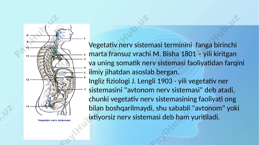 ng har biri ham sezuvchi, ham harakatlanuvchi tolalar vazifasini bajaradi. ularda impuls taʼsirlar sekundiga 10 m tezlikka yetadi. somatik nervlar tarkibidagi tolalar sezuvchi va harakatlanuvchi esa alohida, miyelin pardali boʻlgani uchun ularda impuls sekundiga 100 m tezlikka yetadi. vegetativ nerv sistemasi faoliyatiga koʻra 2 ga ajratiladi: 1. simpatik 2. parsimpatik simpatik nerv sistemasi adrenalinga oʻxshaydigan simpatik, parasimpatik nerv sistemasi esa atsetilxolin vositasi taʼsirida qoʻzgʻaladi. bu moddalar qonga va limfa suyukligiga shimilib, ular orkali nervlar qoʻzgʻaladi. markaziy nerv sistemasi tashqi va ichki muhit taʼsirlariga vegetative nerv sistemasi orqali javob beradi va organizmni doim oʻzgarib turadigan muhitga moslashtiradi. odatda simpatik nervlar funksiyasi jihatidan parasimpatik nervlarga qarama-qarshi taʼsir koʻrsatadi. simpatik nervlar koʻz qorachigʻini kengaytiradi, soʻlak ajralishini kamaytiradi, yurak qisqarishini kuchaytiradi, meʼda va ichak harakati - peristaltikani susaytirib, ularning shira chiqarish faoliyatini pasaytiradi, oʻpka, bronxlarni kengaytiradi. parasimpatik nervlar esa aksincha koʻz qorachigʻini siqib toraytiradi, so’lak bezlari ishini kuchaytiradi, yurak faoliyatini pasaytiradi, ichak harakatini tezlashtiradi, …