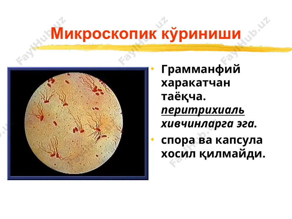 90—95% ни ташкил этади. қиёсий ташхисоти бруцеллёз ку-иситма тошмали тиф безгак сальмонеллёзнинг тарқоқ тури ўткир респиратор вирусли инфекциялар коллагенозлар ва бош. соматик касалликлар билан даволаш катъий ёток режими – бутун иситма давомида ва иситма тушгандан кейин 1 хафтагача пархез № 4а этиотроп даво патогенетик даво этиотроп даво тана харорати нормаллашгандан сунг даволаш муолажалари касалликнинг 10-кунгача давом этиши лозим. касалликнинг тури ва қандай кечишидан қатъий назар. агар этиотроп даволашнинг 4—5 кунларида беморнинг ахволи яхшиланмаса қулланилаётган препаратни алмаштирилади. аутокультурада қузғатувчи сезувчанлиги аниқланган препарат бериш мақсадга мувофиқдир. этиотроп даво левомицетин (хлорамфеникол): катталарга –ичишга 20—30 мин овқатдан олдин 50 мг/кг дозада, бир суткада 4 мах. тана харорат нормаллашгандан сунг 30 мг/кг тана массасига оғиз орқали қабул қилиш имкони бўлмаганда (қайт қилиш, қунгил айнаш, эпигастрал сохада оғриқ) препарат парентерал юборилади (томир ичига, мушак ичига) левомицетин сукцинат 3 г суткада ёки шамчаларда. қарши курсатмалар: қон ивиши бузилишида, псориаз, экзема, препаратга сезгирлик юқори бўлганда. ножуя таъсирлари: лейкопения, …