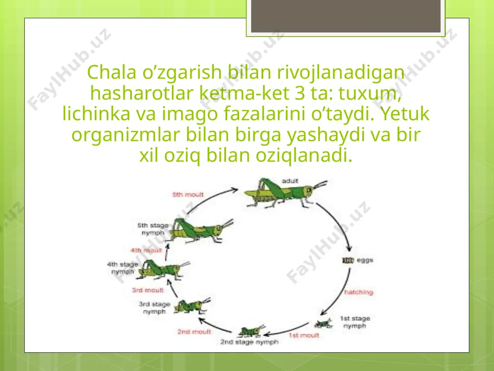 o’zbekistondagi asosiy zararkunanda hasharotlar va ularning tarqalishi - Page 5