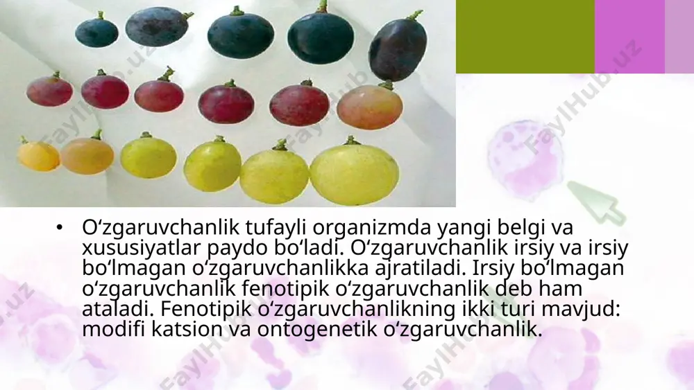mumkin; mutatsiyalarning uchrash ehtimoli o‘rganilgan organizmlar soniga bog‘liq; o‘xshash mutatsiyalar bir necha marta paydo bo‘lishi mumkin. mutatsion ta’limot keyinchalik har tomonlama rivojlantirildi va mutatsiyalarning ko‘plab turlari aniqlandi. gen mutatsiyalari. gen mutatsiyasi molekular darajada ro‘y beradi. gen mutatsiyasi ko‘p hollarda fenotipda yangi belgini rivojlantiradi. gen mutatsiyalari nukleotidlarning soni ortishi, o‘rin almashishi bilan kechadi. dnkdagi nukleotidlarning o‘rin almashishi ikki xil: - bir purin azotli asosining ikkinchi purin azotli asosi yoki bir pirimidin azotli asosining ikkinchi pirimidin azotli asosi bilan almashishiga tranzitsiya deyiladi; - purin asosining pirimidin asosi bilan aksincha, pirimidin asosining purin - bilan almashishi transversiya deb nomlanadi. lizin aminokislotasining kodi aaa dan uaa ga o‘zgarishi, glutamin kodi cagdan uagga o‘zgarishi mumkin (57-rasm). har qanday aminokislota kodini mutatsiya tufayli terminator uag kodiga o‘zgarishi polipeptid zanjiri sintezini ertaroq tugallanishiga olib keladi. geterozigota organizmda paydo bo‘lishiga qarab ikkiga bo‘linadi: 1. dominant mutatsiyalar. 2. retsessiv mutatsiyalar. dominant mutatsiyalarga polidaktiliya (ortiqcha barmoqlilik), katarakta (ko‘z shoxpardasining xiralashuvi), …