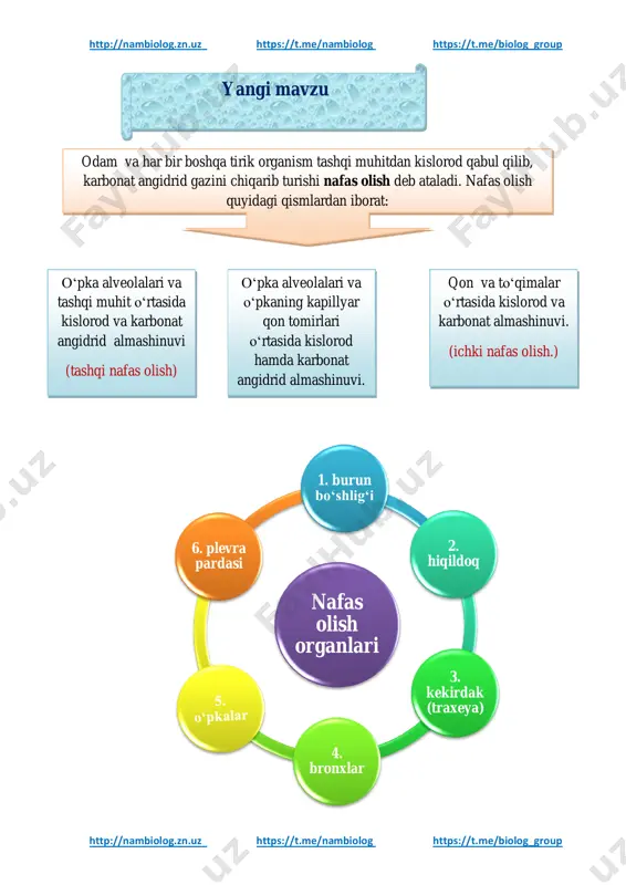 z https://t.me/nambiolog https://t.me/biolog_group http://nambiolog.zn.uz https://t.me/nambiolog https://t.me/biolog_group oʻz-oʻzingizni baholang test jumlani davom ettiring alveolalarning soni ikkala oʻpkada nechta ? a)850 mln b)750 mln c)650 mln d)800 mln plevra boʻshligʻidagi bosim atmosfera……… oʻpkaning kengayib torayishiga qulaylik tugʻdiradi. 1balldan-…ball 2balldan-…ball hiqildoq qayerda joylashgan? a) v-vi boʻyin umurtqasi roʻparasida b)i v-vi boʻyin umurtqasi roʻparasida c) v koʻkrak umurtqasi roʻparasida hiqildoq havo oʻtkazuvchi nafas yoʻli vazifasini bajarishdan tashqari, u …….. ……….hamdir. 1balldan -…1ball 2balldan-…2ball umumiy ball….. uyga vazifa: nafas olish organlariga tashqi muhitning ijobiy va salbiy omillari haqida esse yozish http://nambiolog.zn.uz/ https://t.me/nambiolog https://t.me/biolog_group http://nambiolog.zn.uz/ https://t.me/nambiolog https://t.me/biolog_group