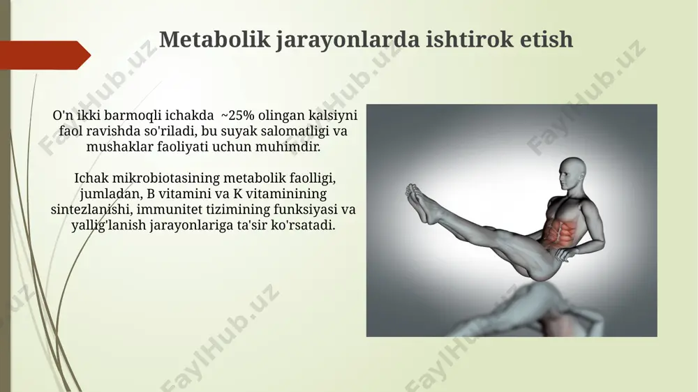 meda ichak traktining hazm qilishga oid bo‘lmagan funksiyalari - Page 3